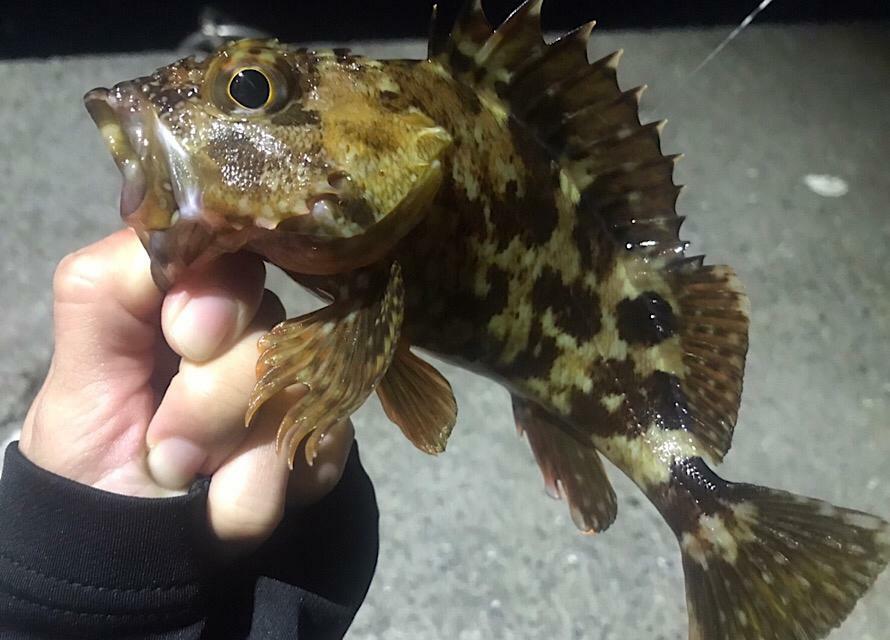 ぶっこみ釣りでもよく釣れるカサゴ