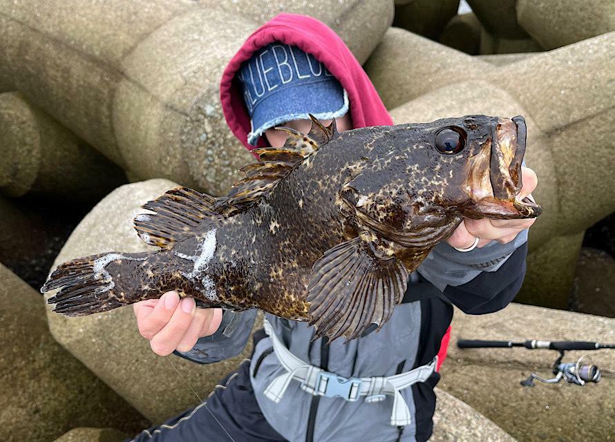 消波ブロックで尺根魚ゲット