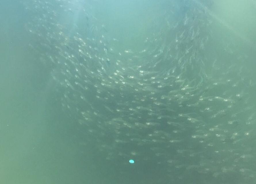 水中を逃げまどう小魚の群れ