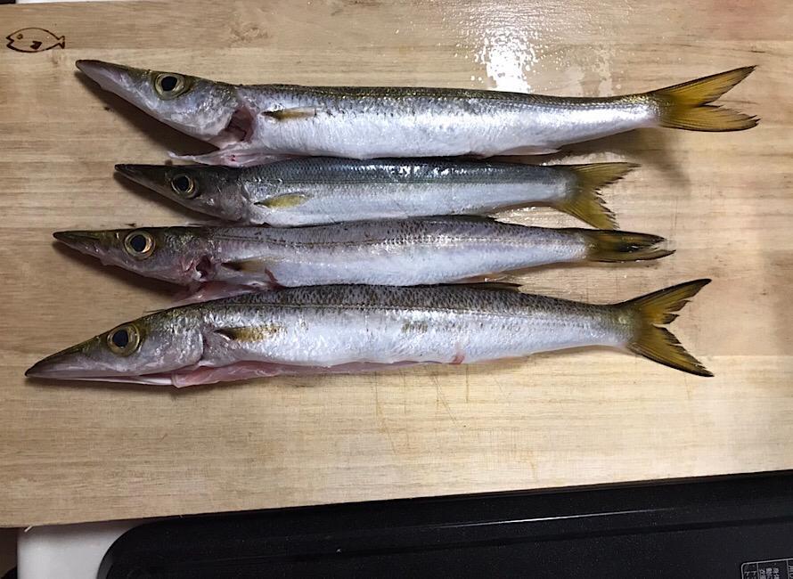 カマスなどの小型回遊魚も狙える！