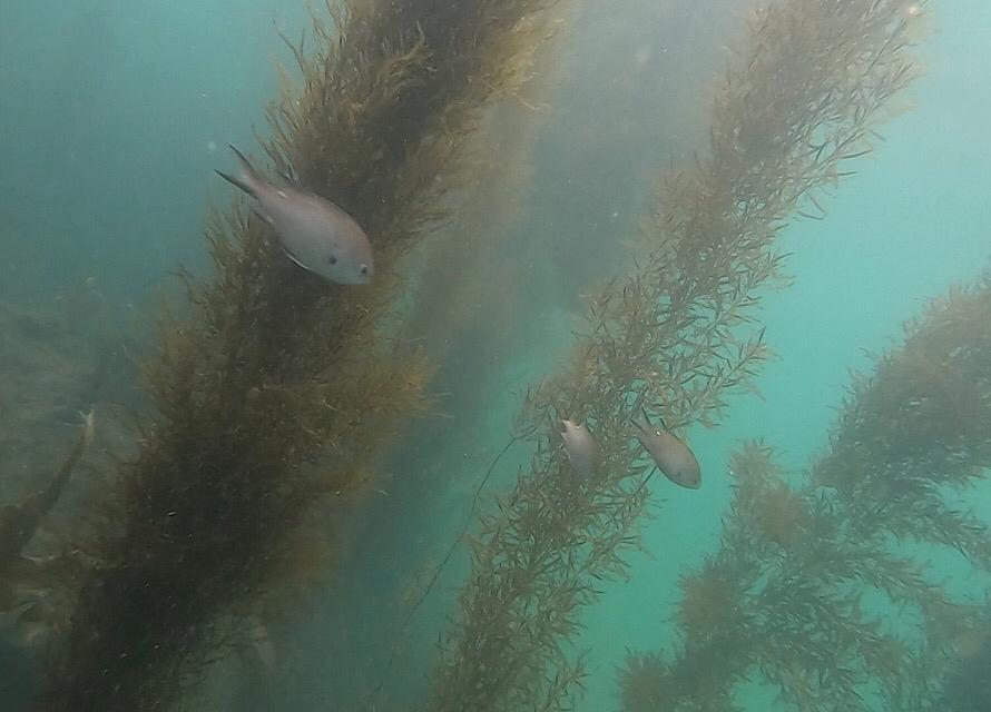 藻の周辺に集まる小魚