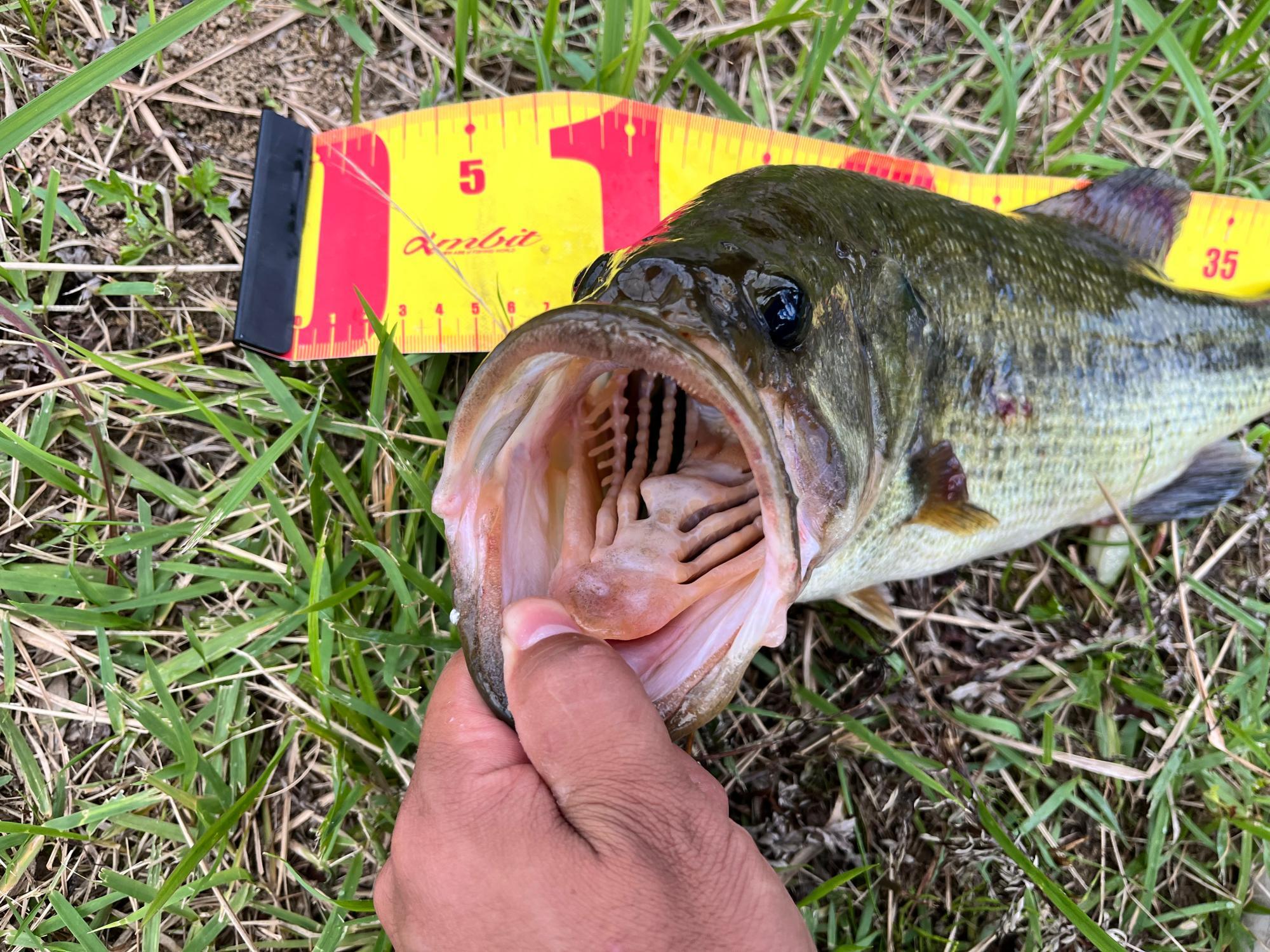 大きな口で鳥のヒナも食べる