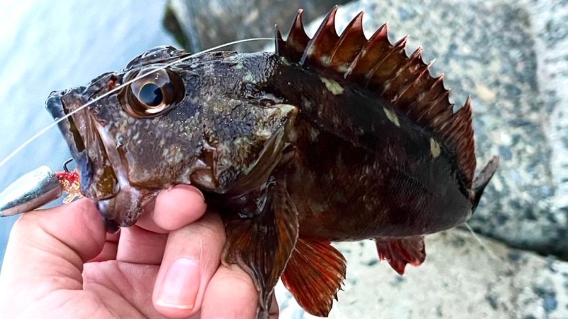 尺カサゴ！尺ガシラ！尺アラカブ！こだわりの釣り