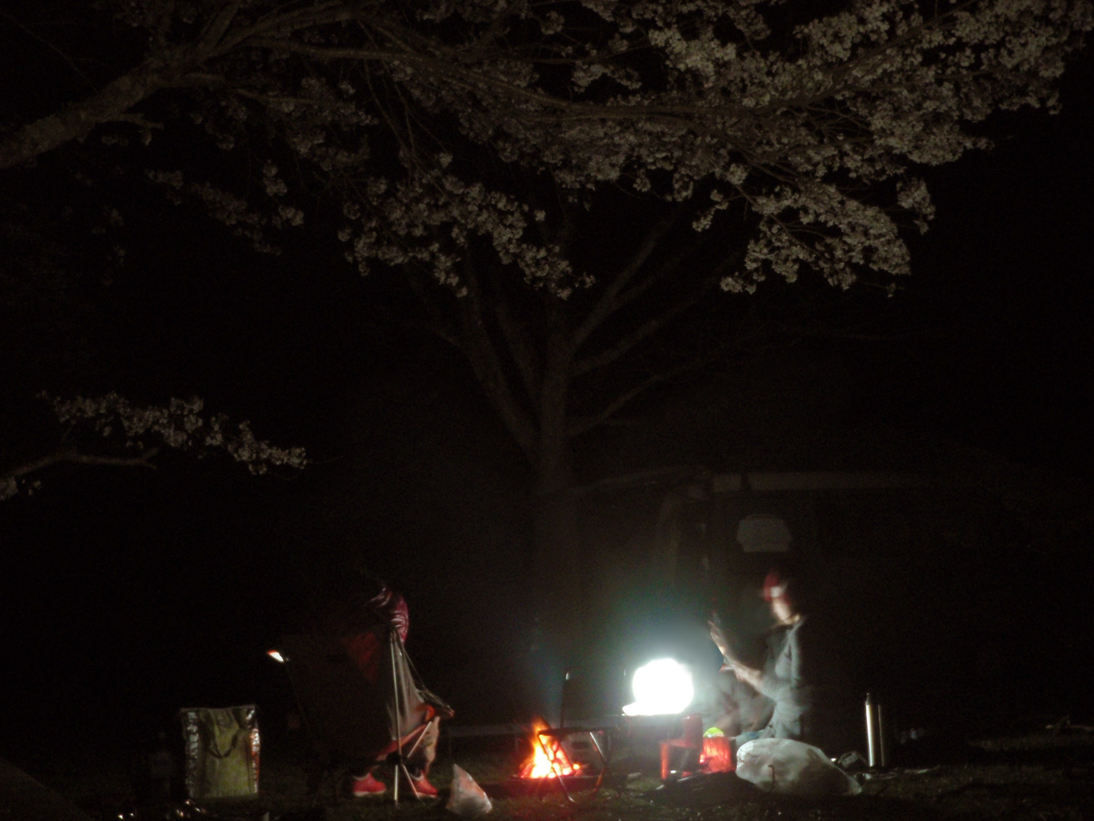 明かりがあれば夜桜も綺麗です