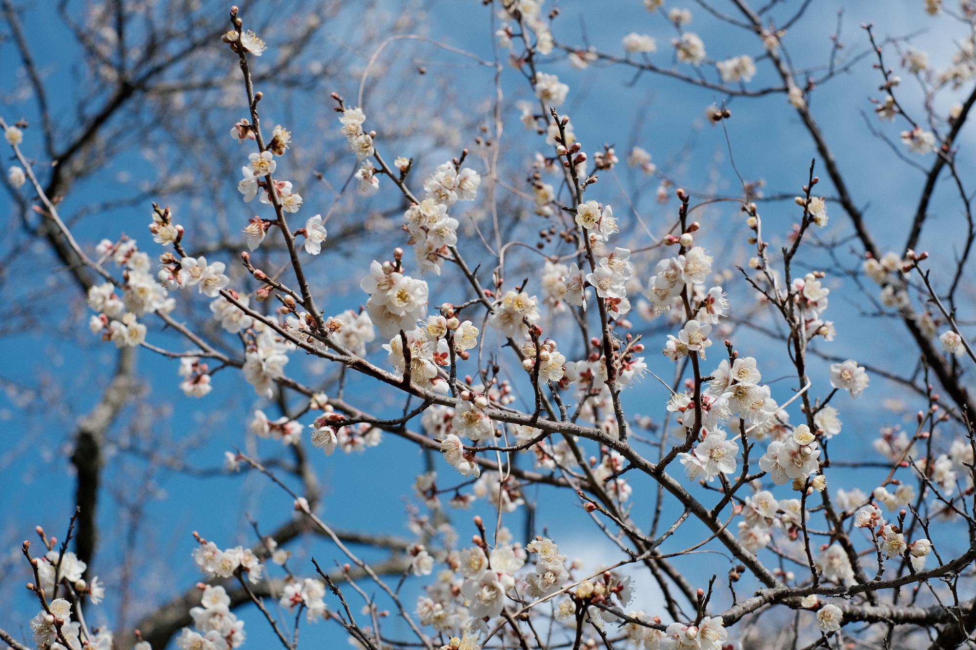 (2023年3月5日撮影)