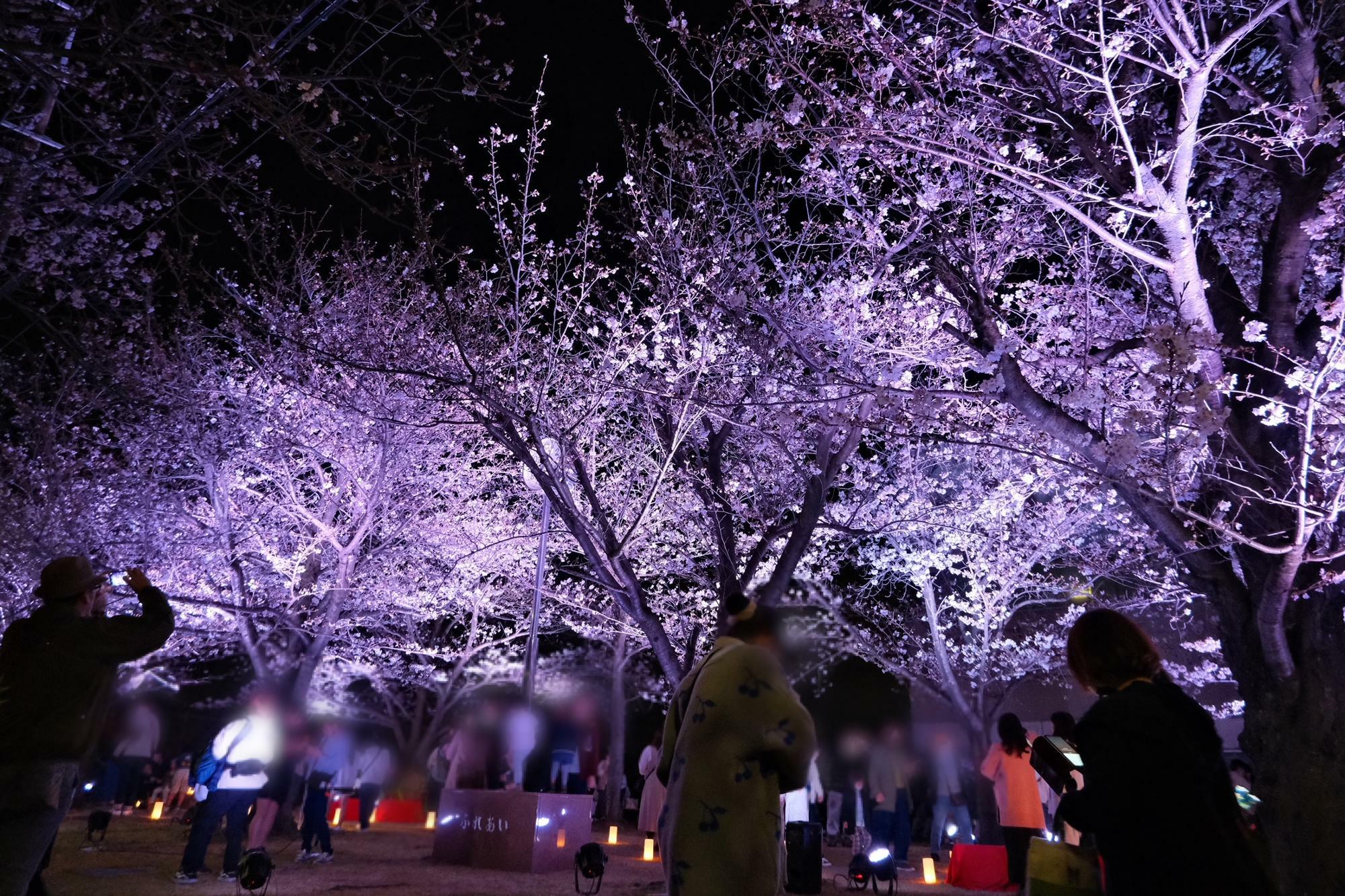 夜の静けさの中、光に彩られた桜を前に佇む人たち