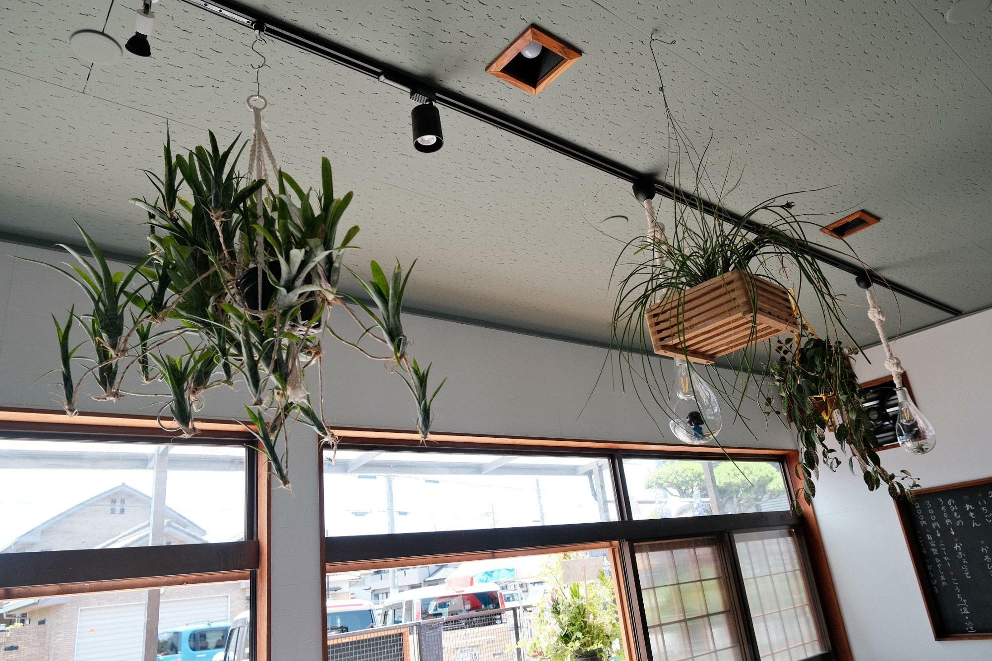 天井から吊るされた植物が涼しげです