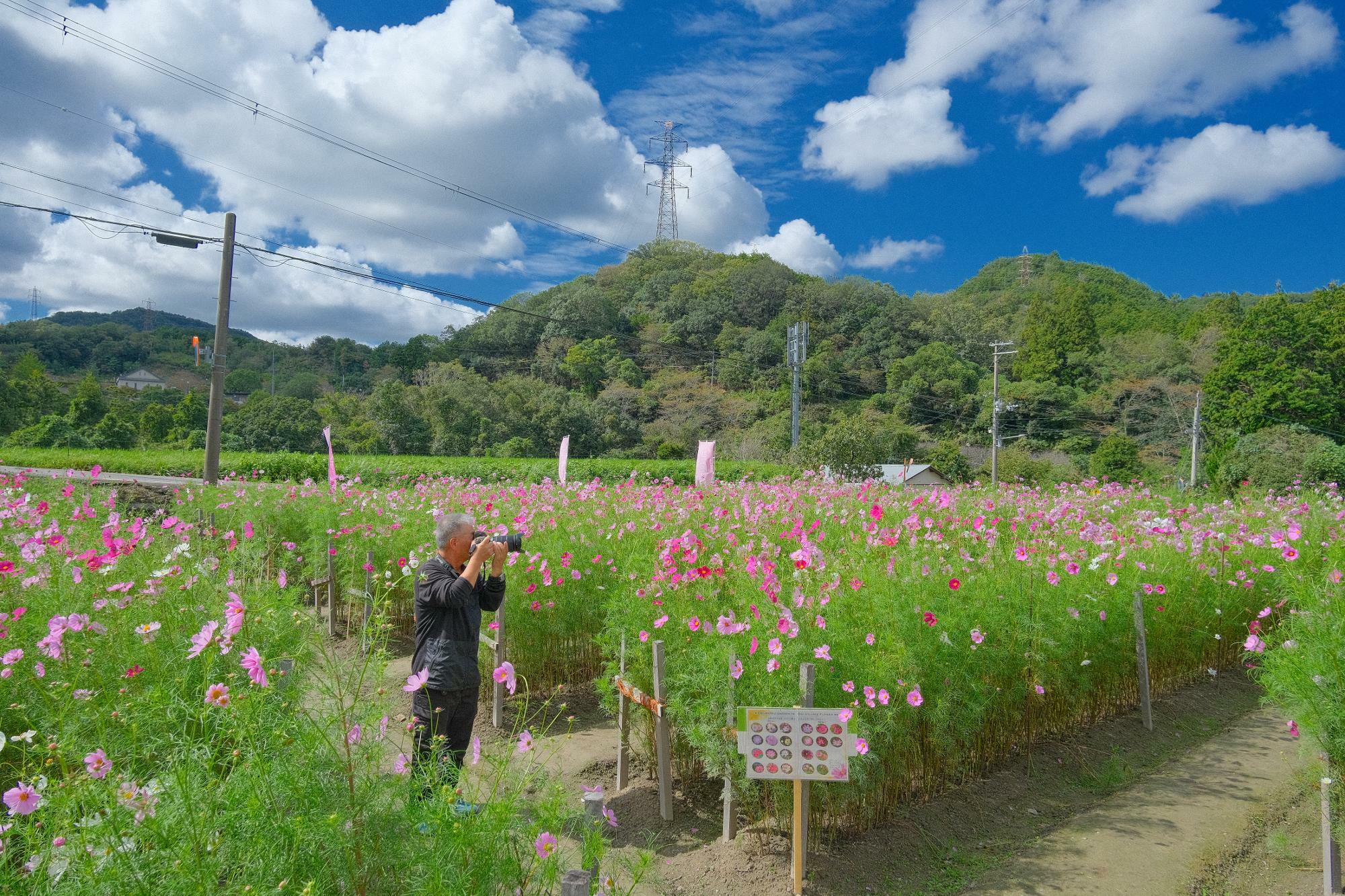 フォトジェニックなコスモス畑は写真撮影にも最適