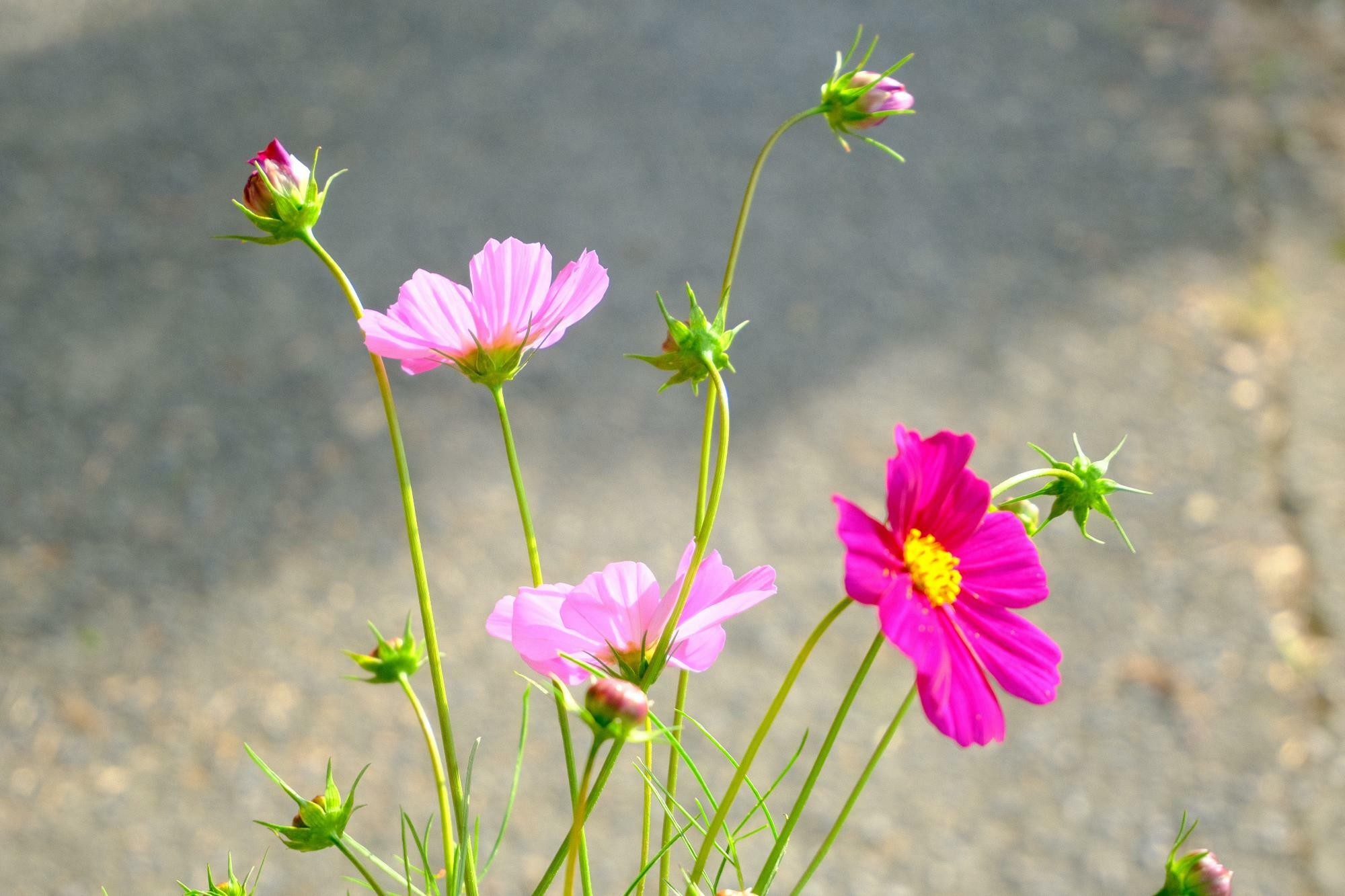 今年は蕾を多めに摘みとりました。家で開花を楽しみたいと思います