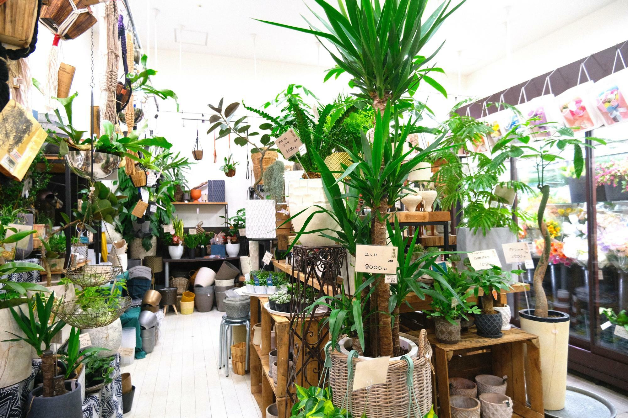 店内奥には「観葉植物」のコーナーも