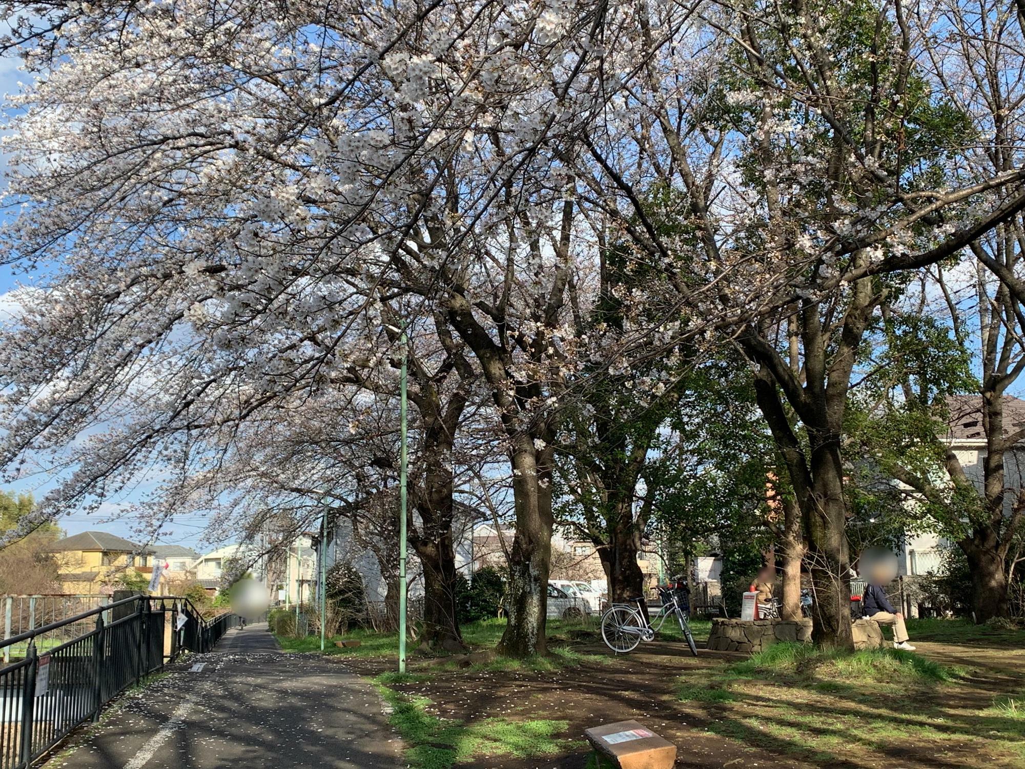 2023年3月20日撮影　黒目川沿いにある桜の公園