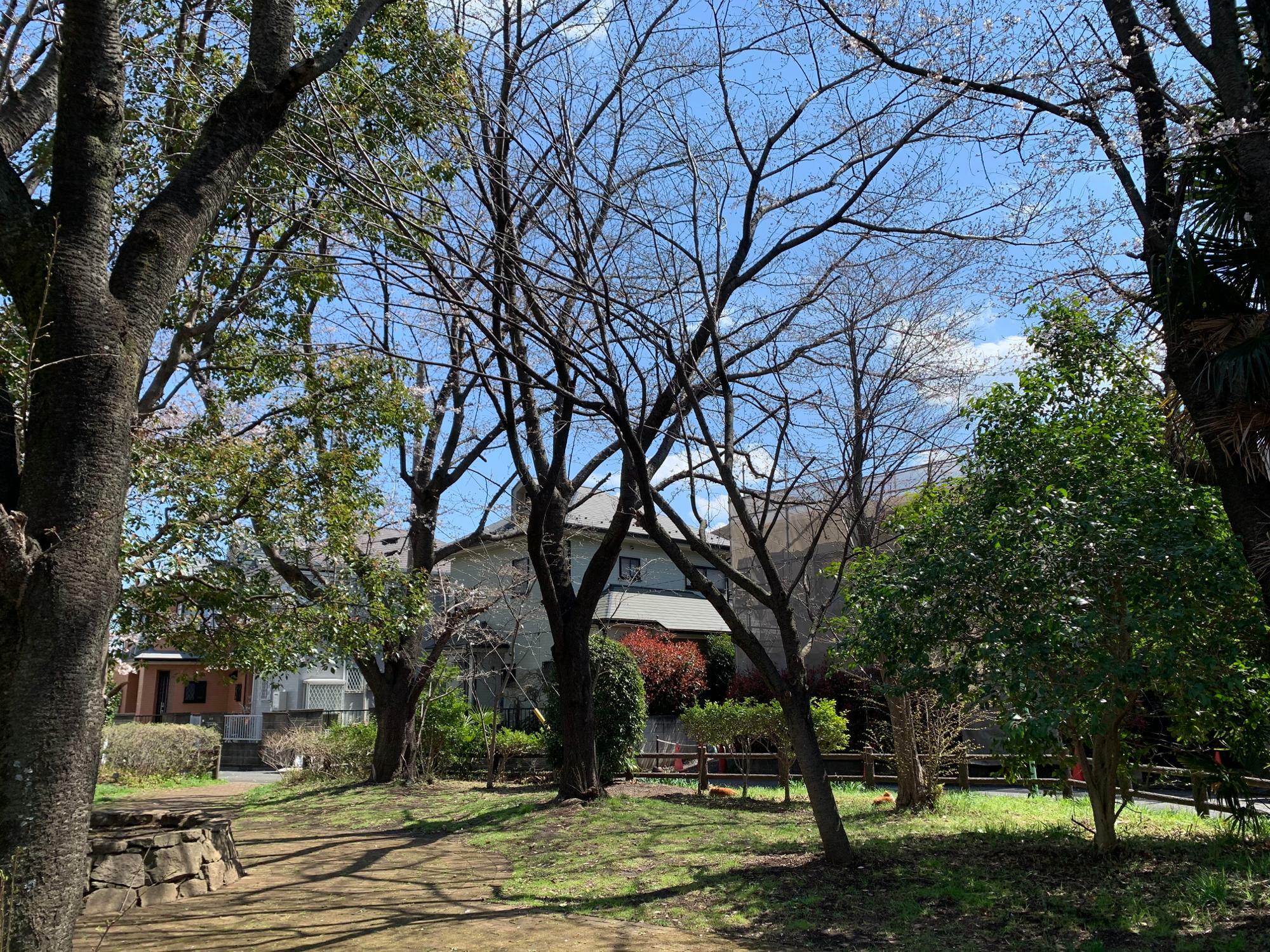 2021年3月23日撮影　黒目川沿いにある桜の公園