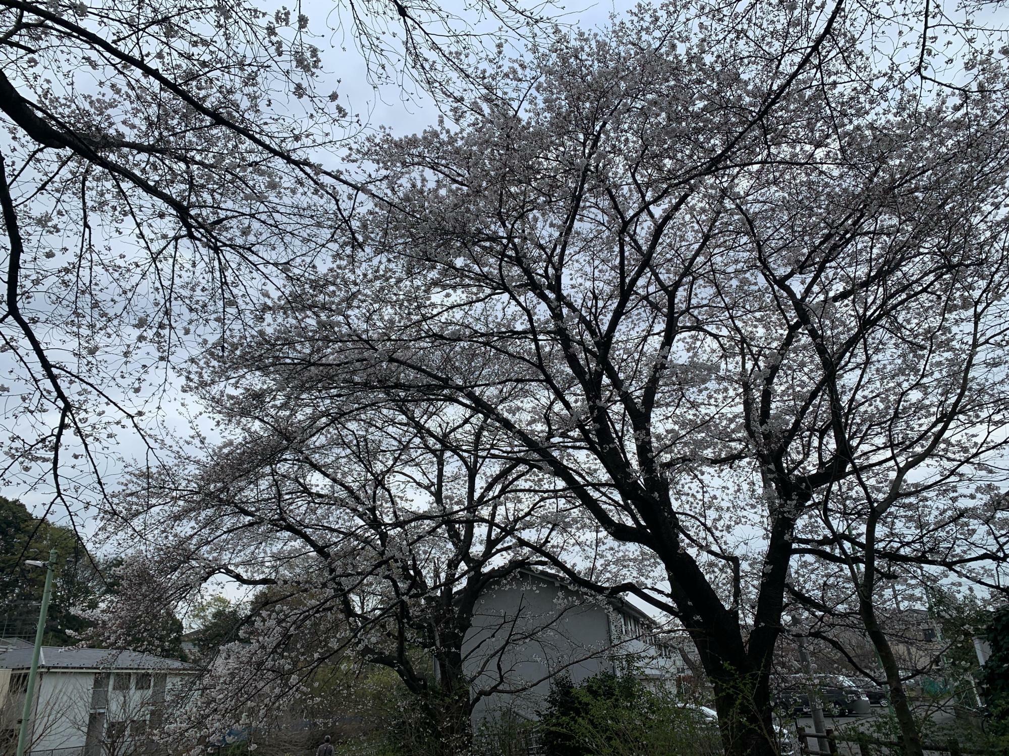 桜の公園　2024年4月4日（木）撮影