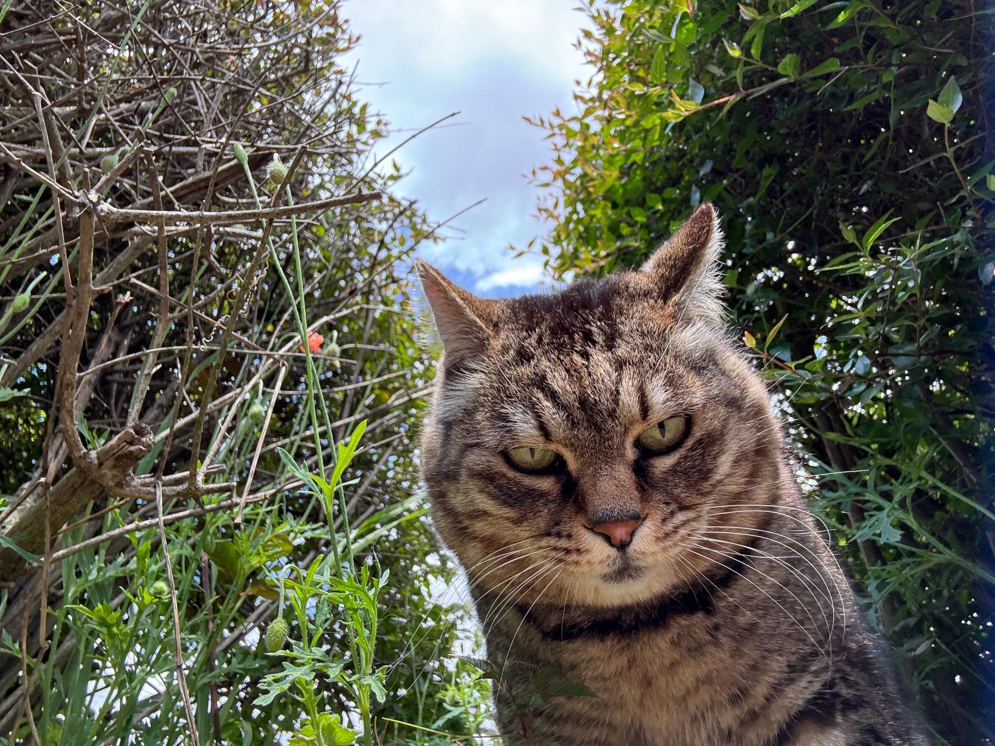 ねこ様　確認ページ 東久留米市】5月25日（日）、保護猫や地域猫活動の手助けとなる