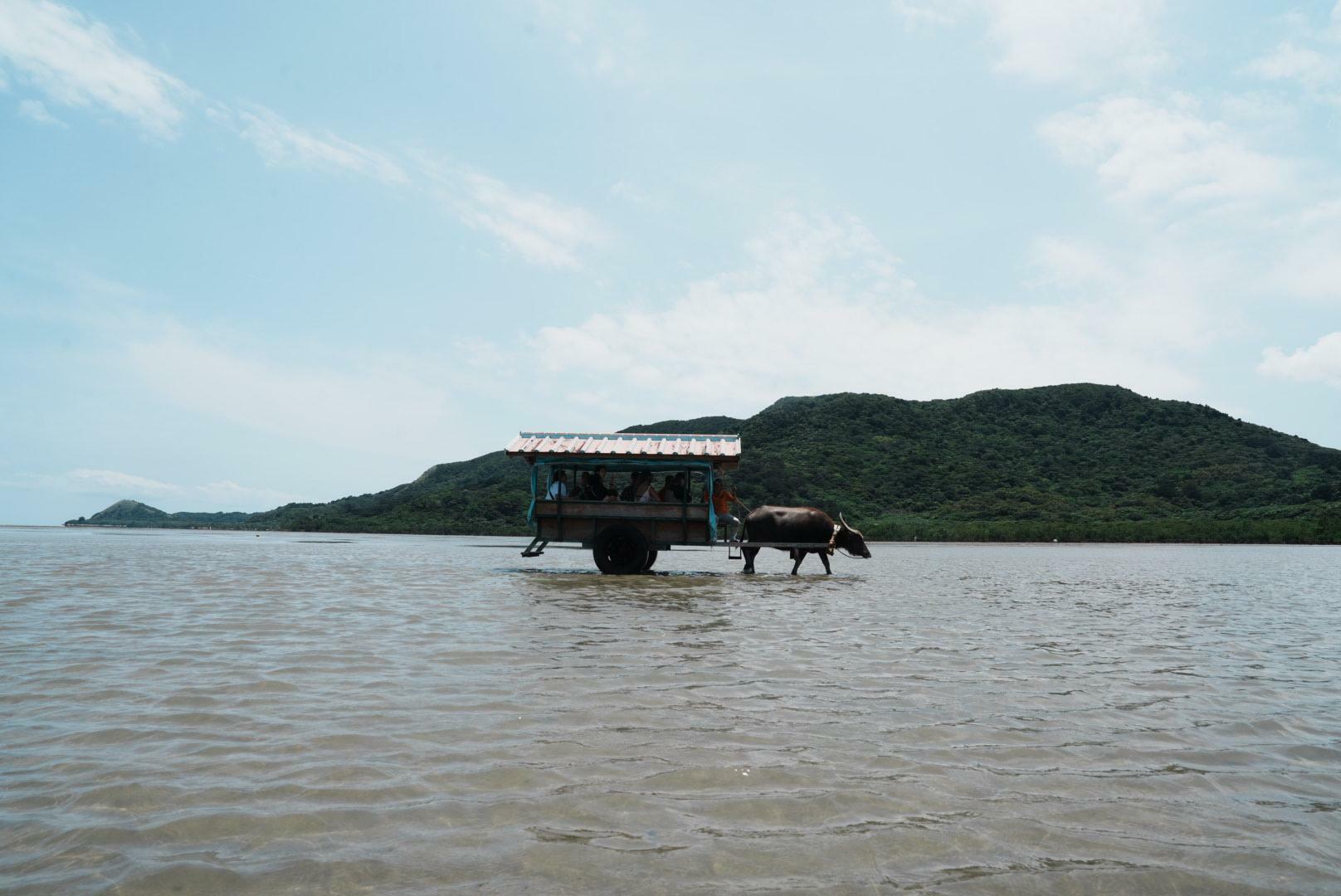 西表島から由布島へは水牛に乗って渡ります