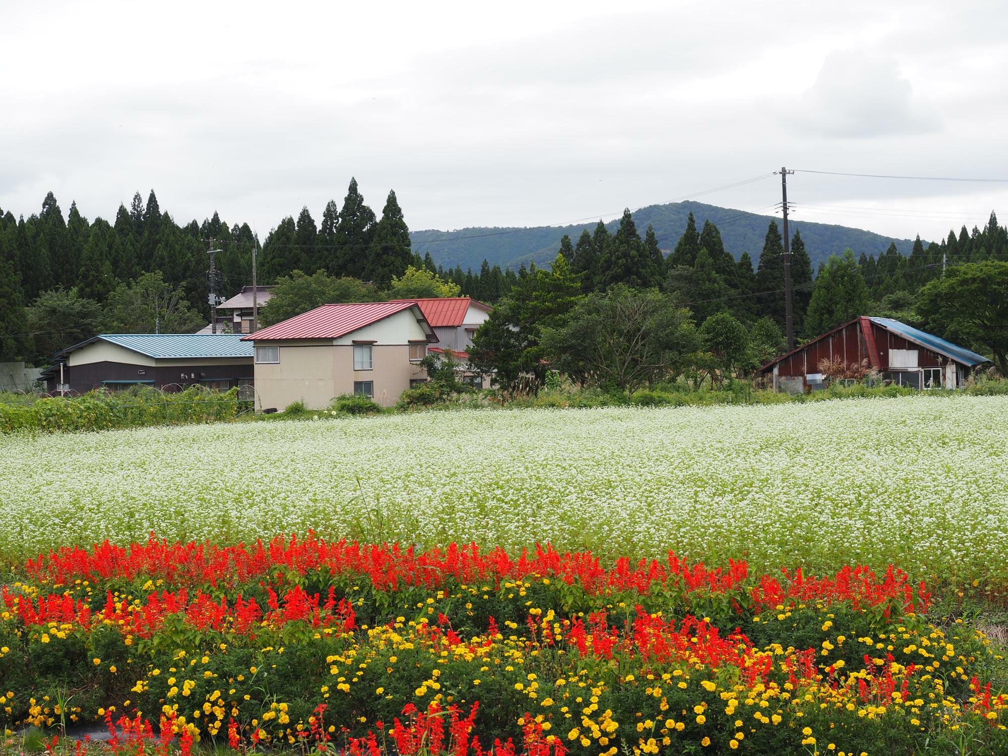 蕎麦の花が咲く