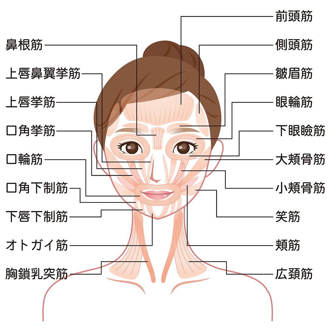 顔の筋肉図