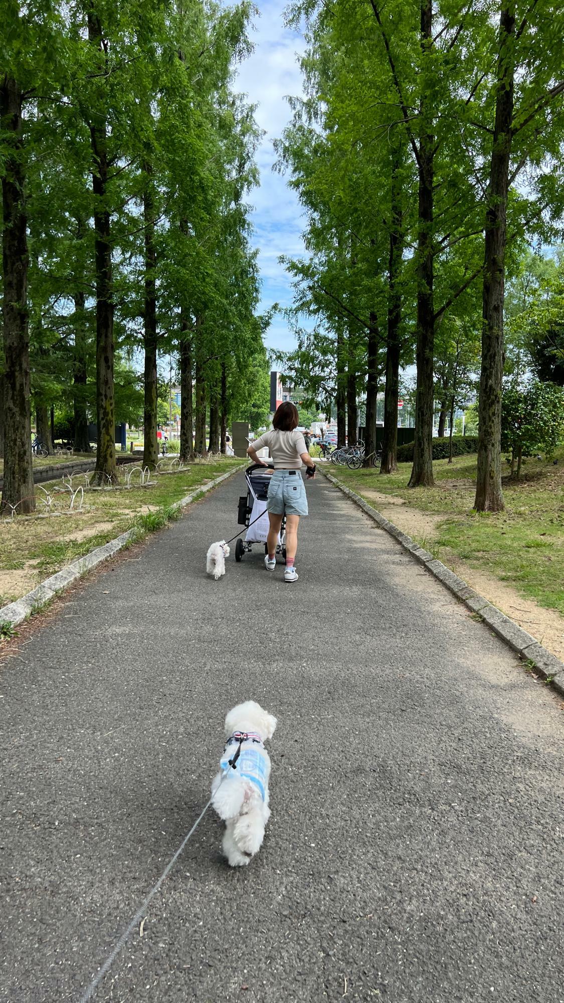 愛犬との散歩も良い有酸素運動に