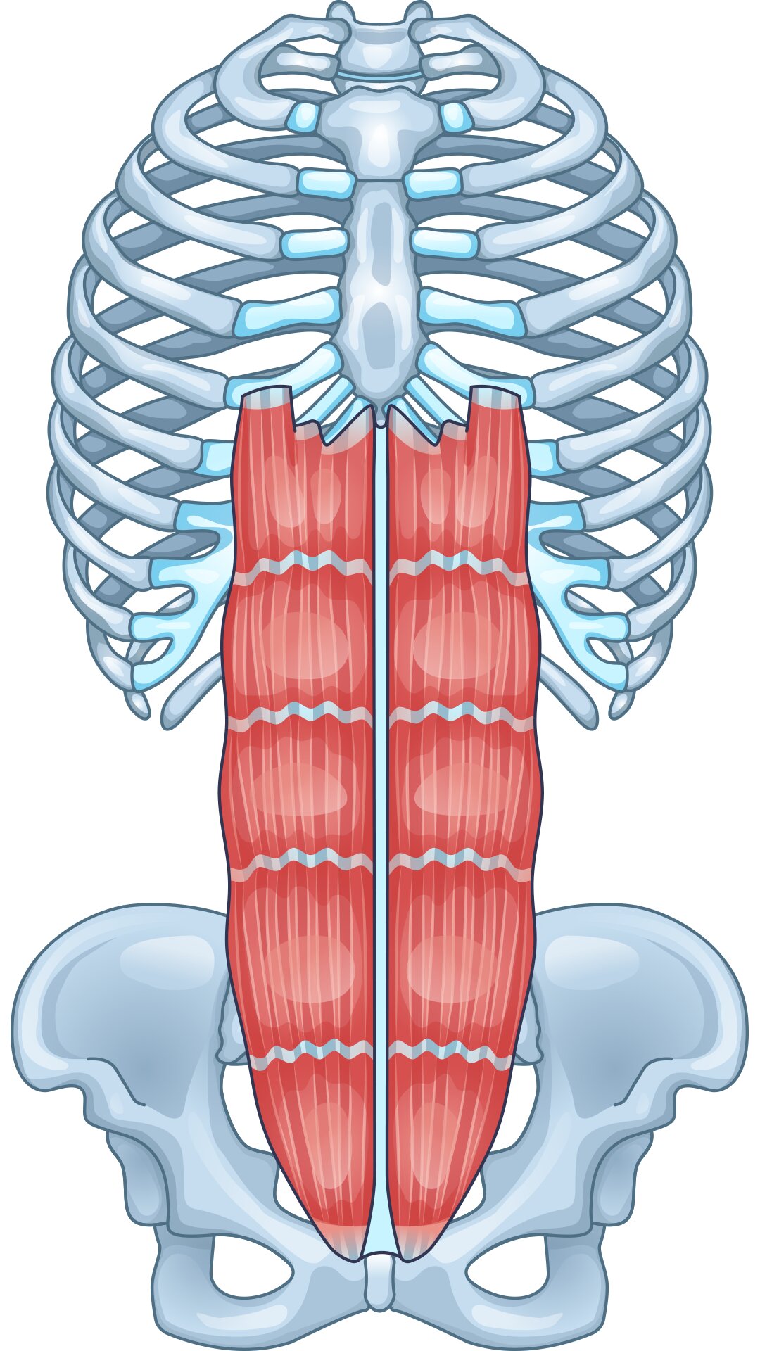 腹筋は意外と長く恥骨から肋骨の真ん中付近まである