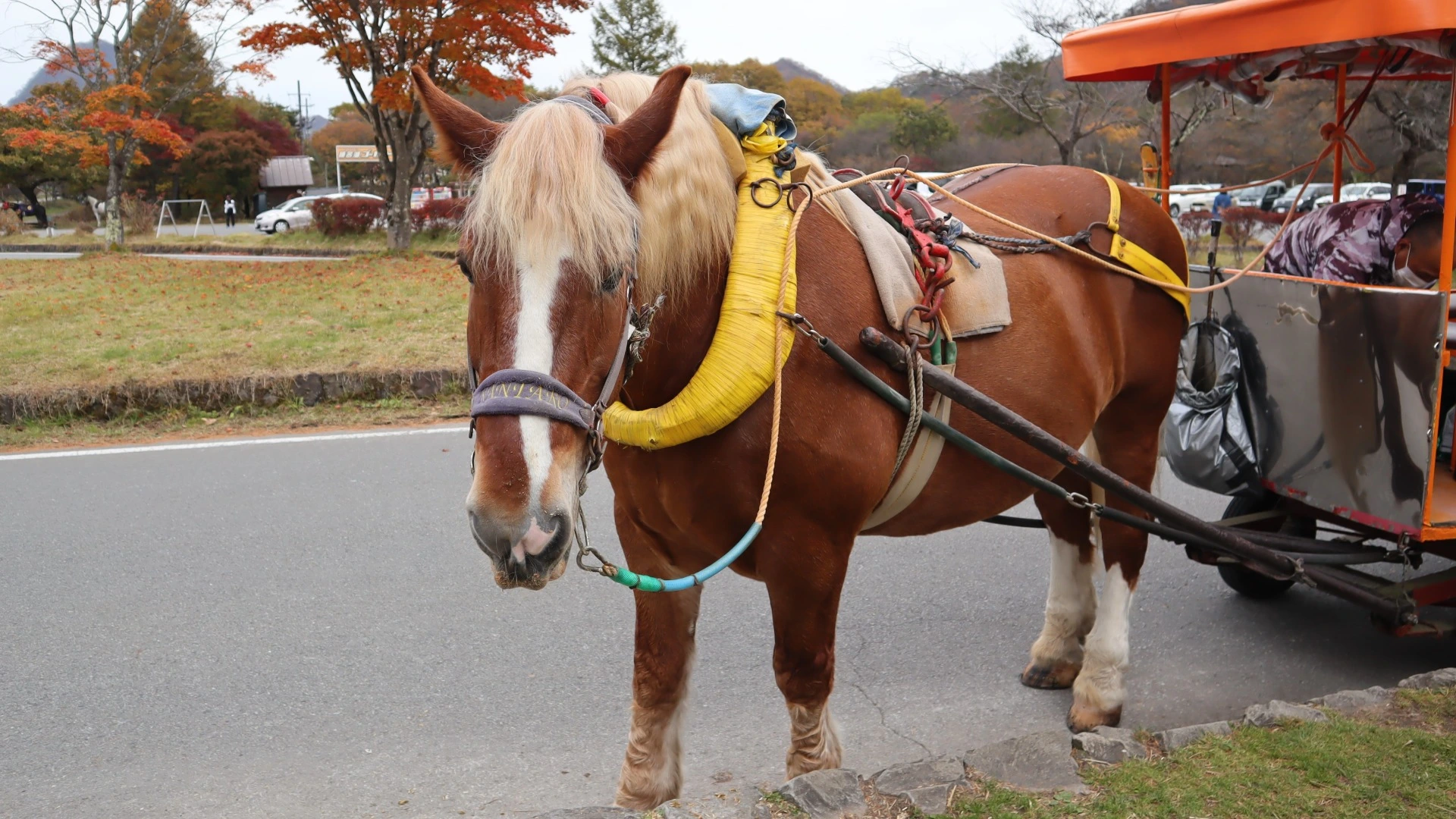 高崎市】SNSで人気急上昇！榛名湖遊覧馬車の「かんたろうくん」に会い