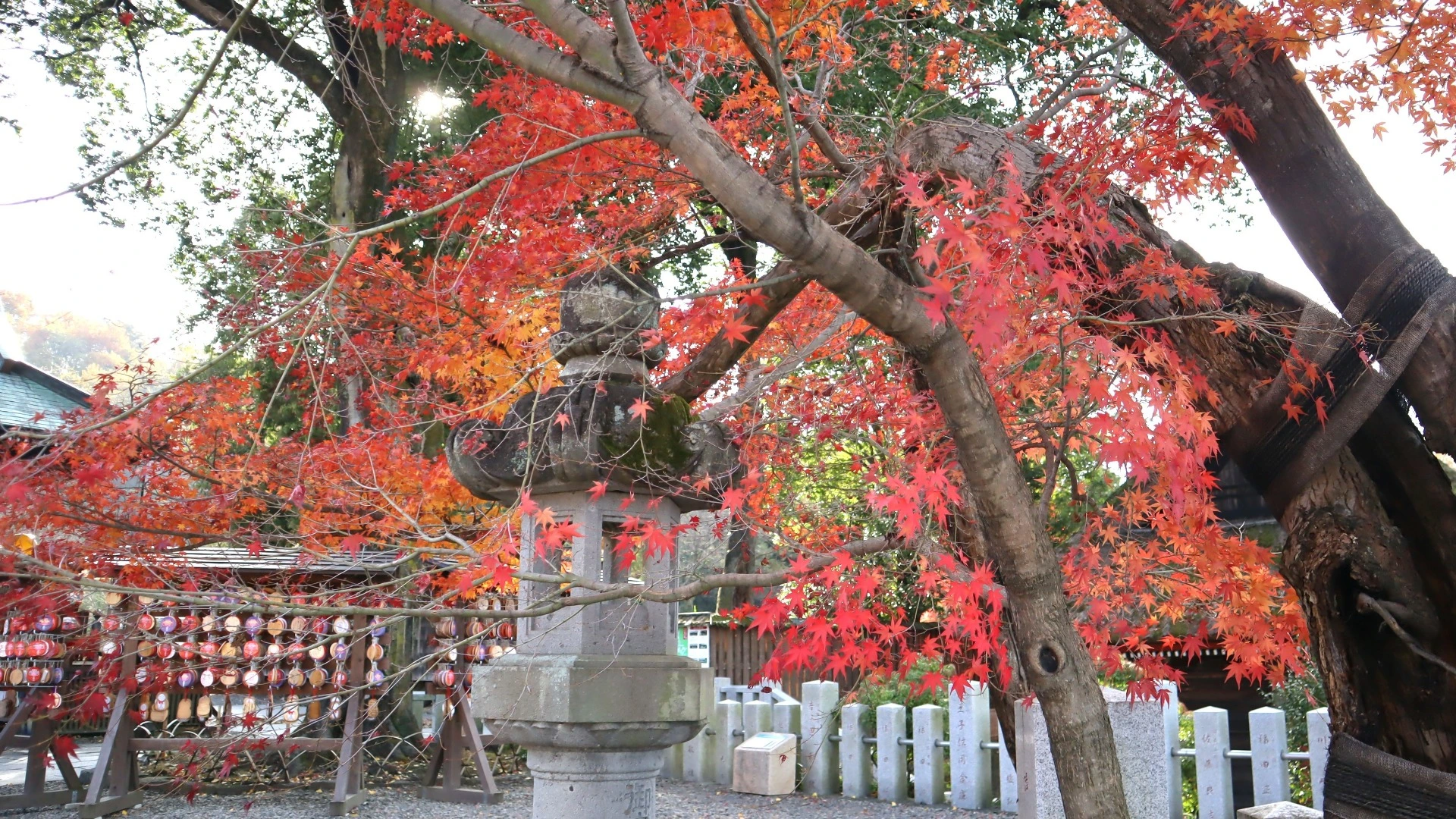 【高崎市】紅葉も落ち葉も楽しむ少林山達磨寺～NHKあさイチで紹介された落ち葉アートはこれからが本番！（Takasaki_asagi） - エキスパート  - Yahoo!ニュース