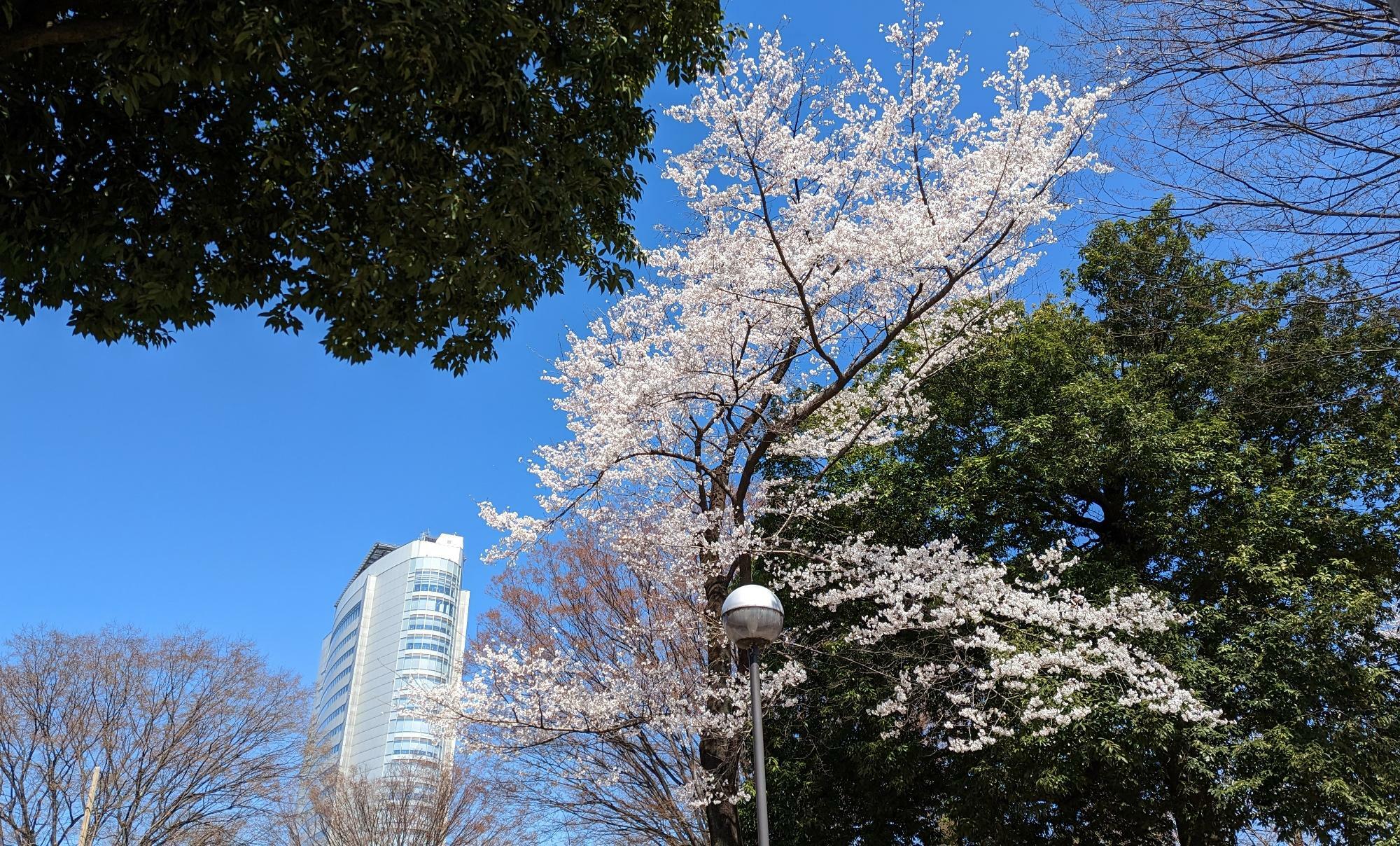 満開の桜の木もありました！