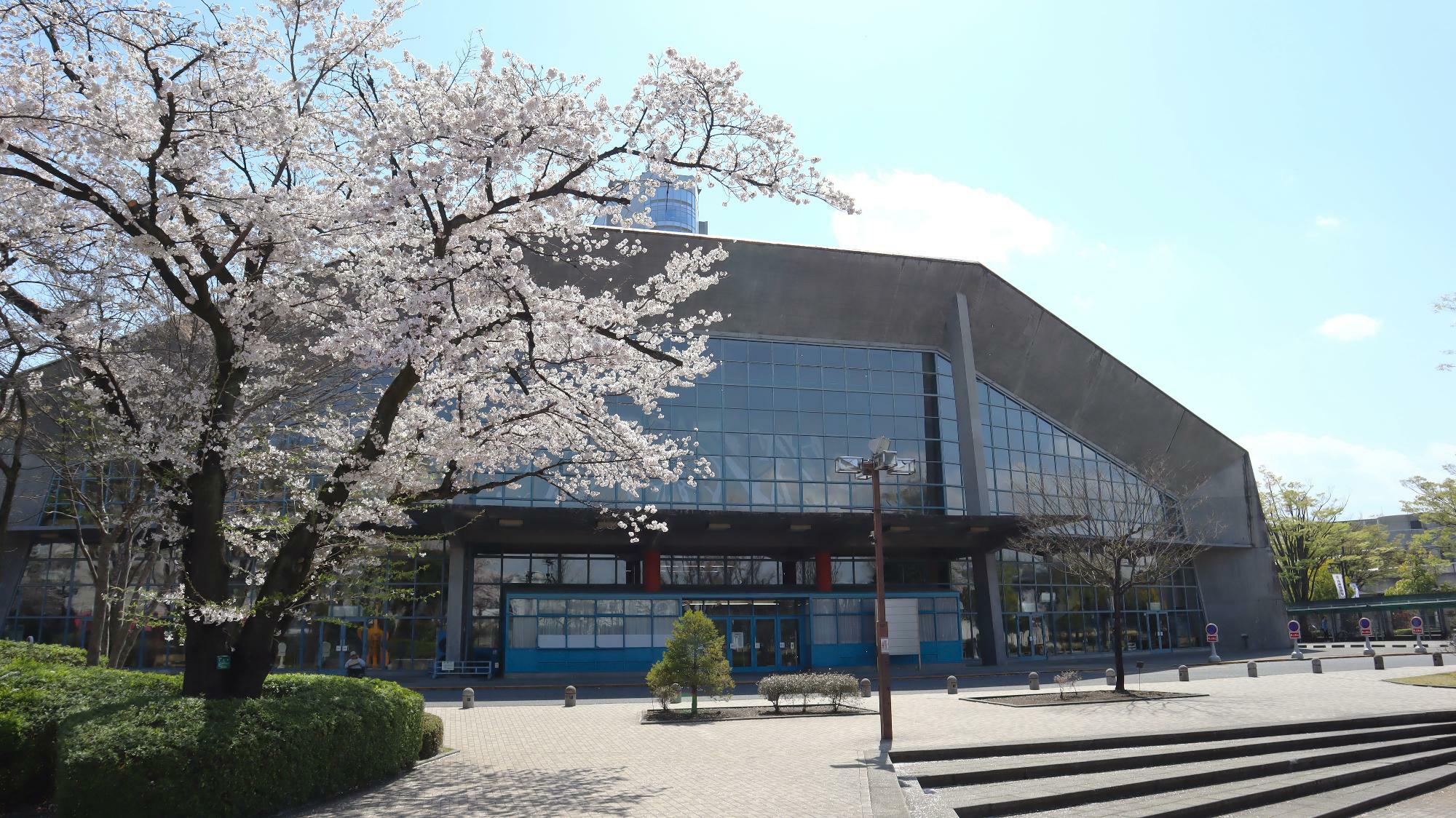 高崎市】高崎城址公園・高崎公園の桜はまだまだ見頃！ライトアップも 