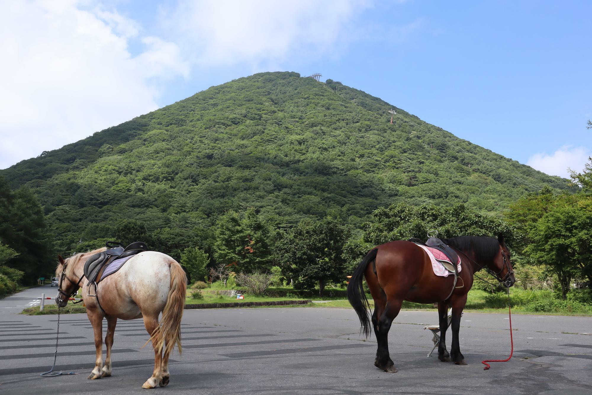 おとなしい体験乗馬のお馬さんたちと一緒に榛名富士を撮影