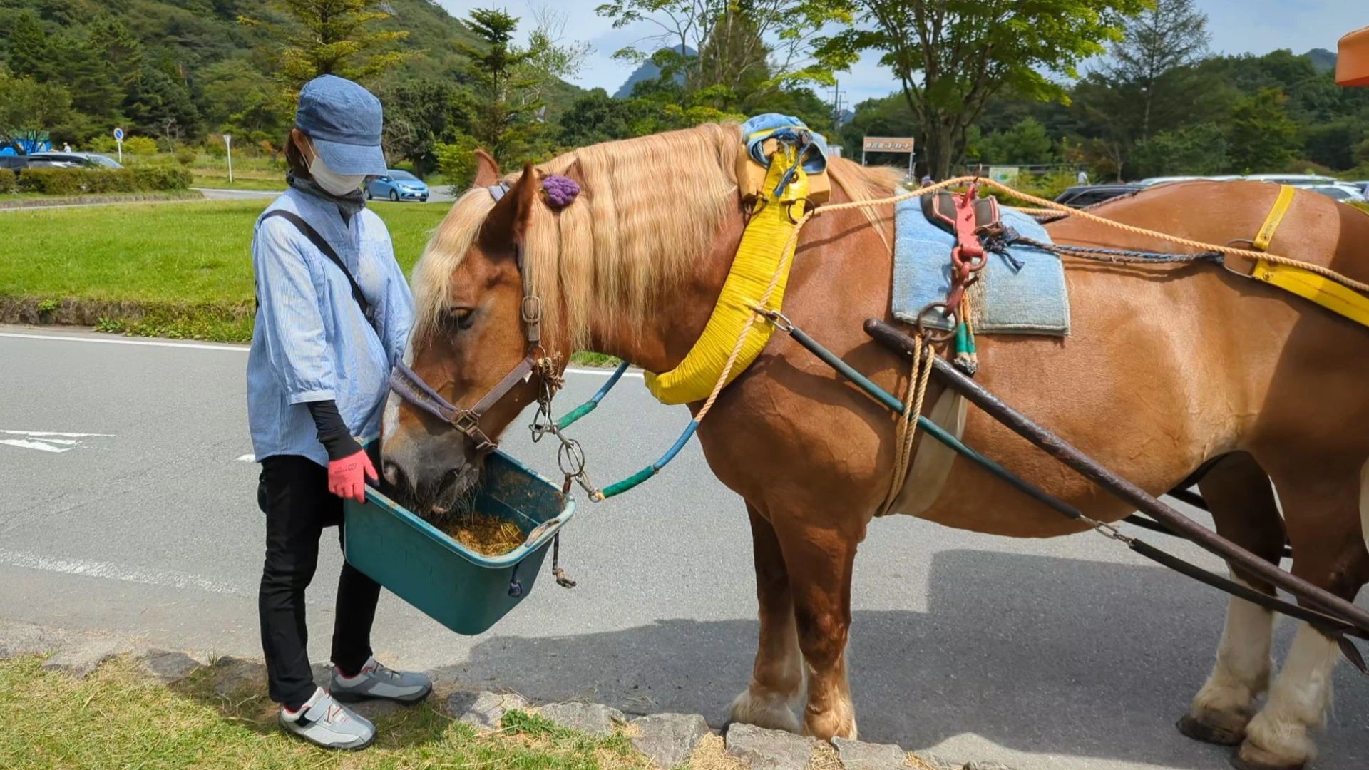 【高崎市】榛名湖遊覧馬車かんたろうくん～Xトレンド入りするほど