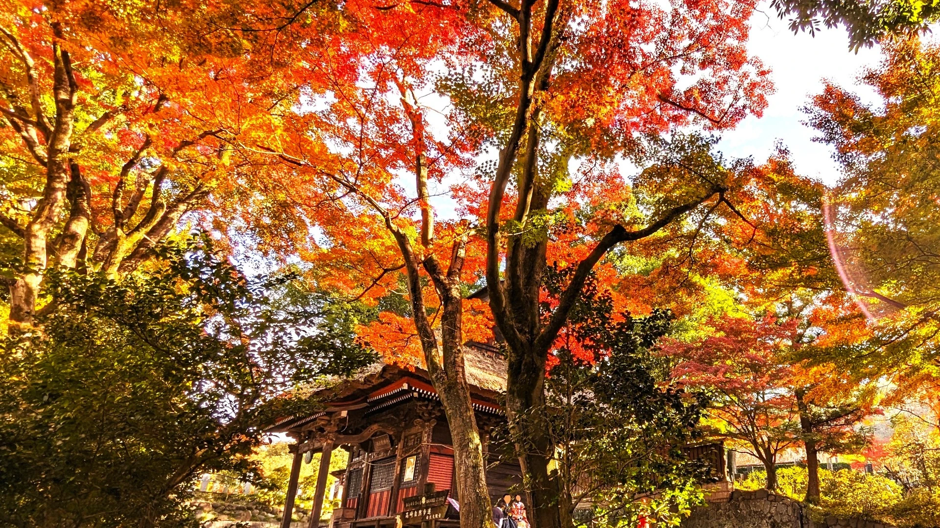 【高崎市】紅葉ピーク 少林山達磨寺～広い境内の紅葉を『タウトの思惟の径』を散策しながら味わう（Takasaki_asagi） - エキスパート -  Yahoo!ニュース