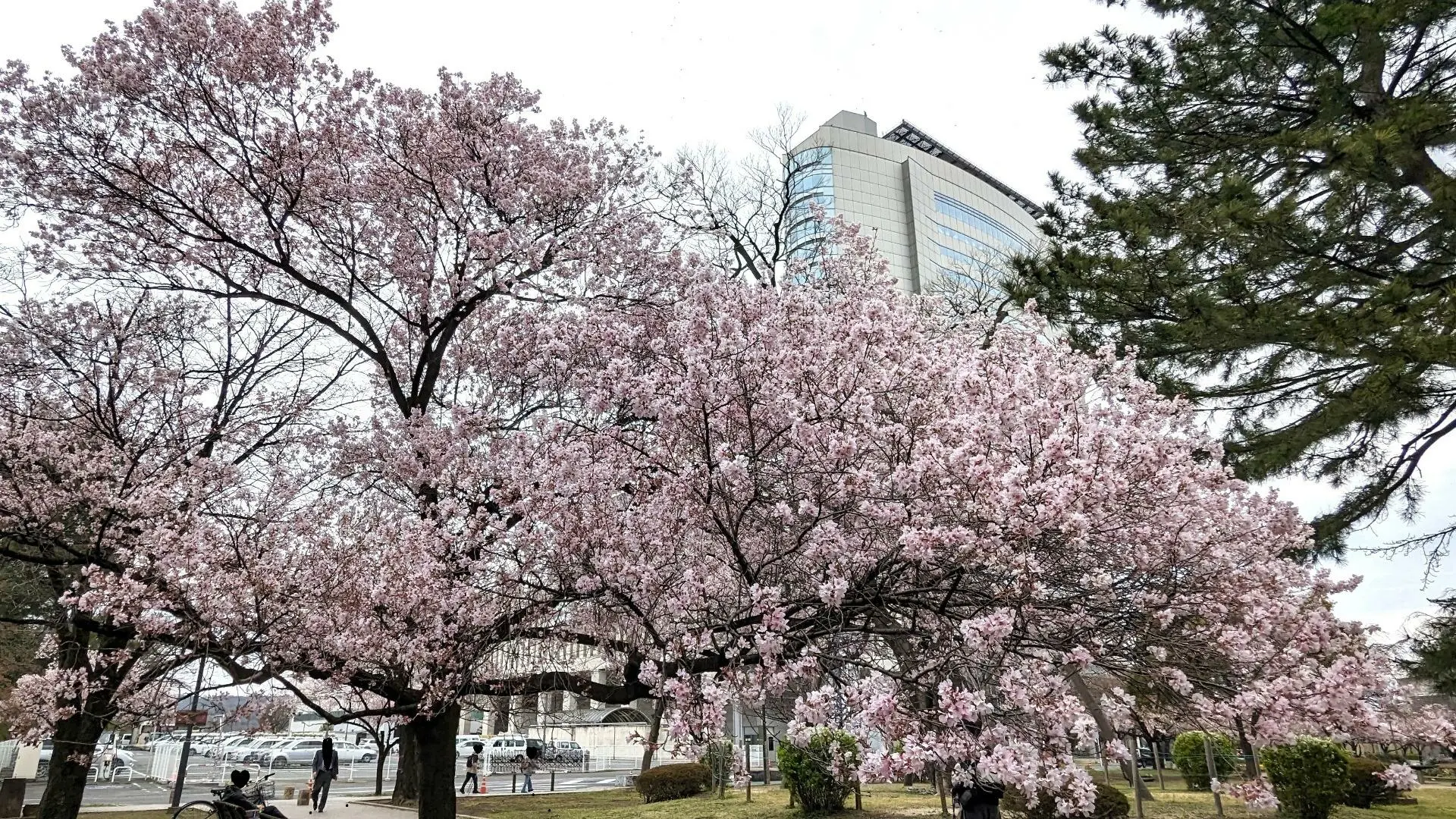 【高崎市】桜の開花状況～高崎城址公園・高崎公園 
