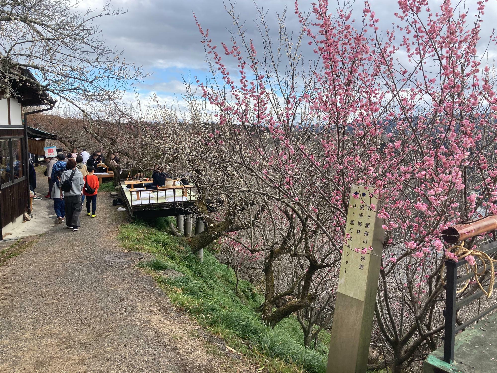 茶屋などもあり、梅や景色を見ながら食事ができるエリアもあります