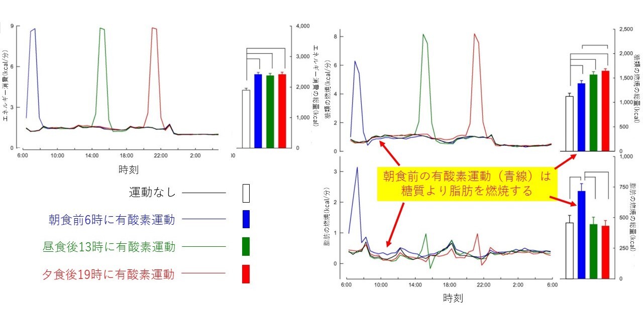 朝食前、昼食後、夕食後に有酸素運動をしたときのエネルギー消費、糖質燃焼、脂肪燃焼の変化と総量：Iwayama K et al.EBioMedicine.2015