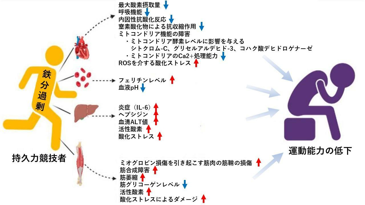 鉄の過剰な蓄積により、運動能力が低下する要因の概略図：Kardasis W et al.Nutrients.2023より改