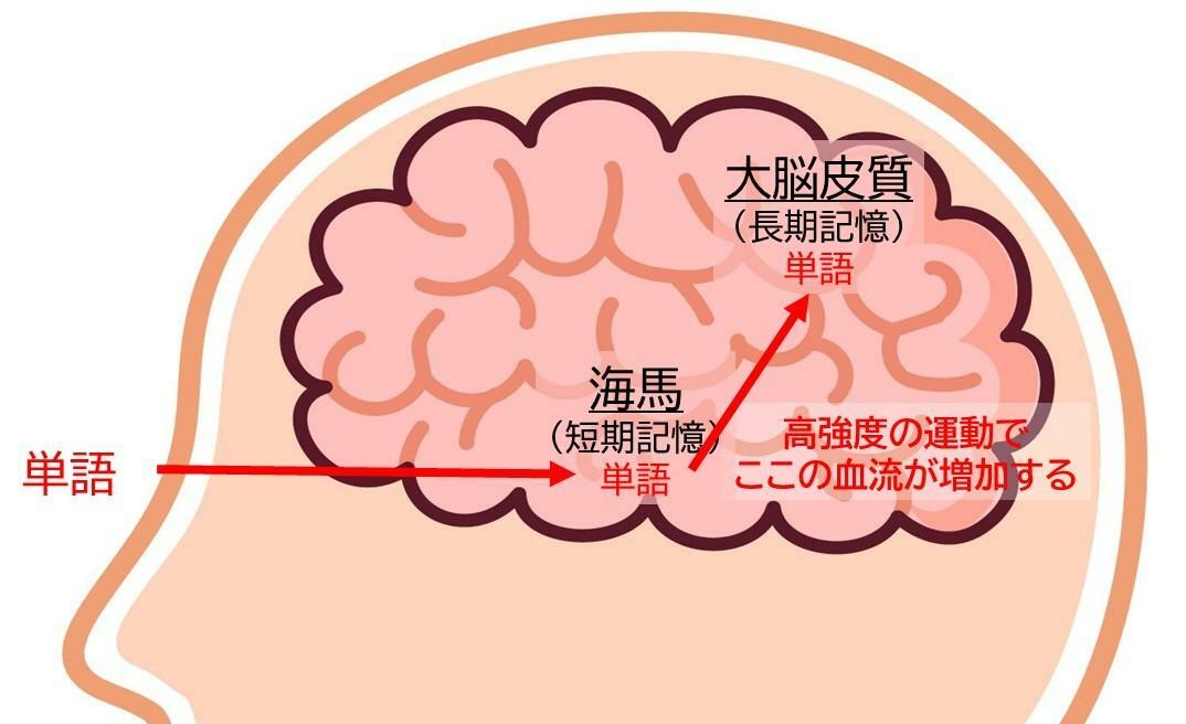 運動で得られる記憶の定着のイメージ：イラストはイラストACより