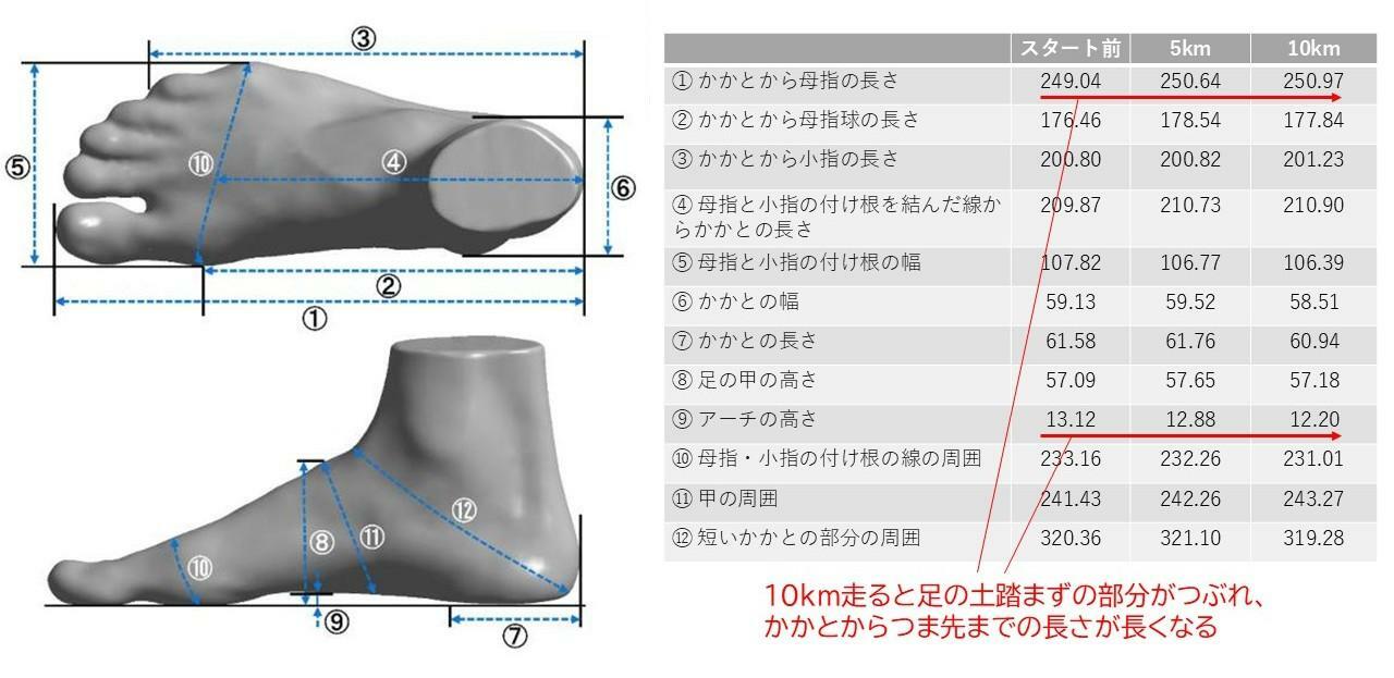 スタート前と5kmおよび10km走行後の足の形態の変化：Song Y et al.Sci Rep.2024より改