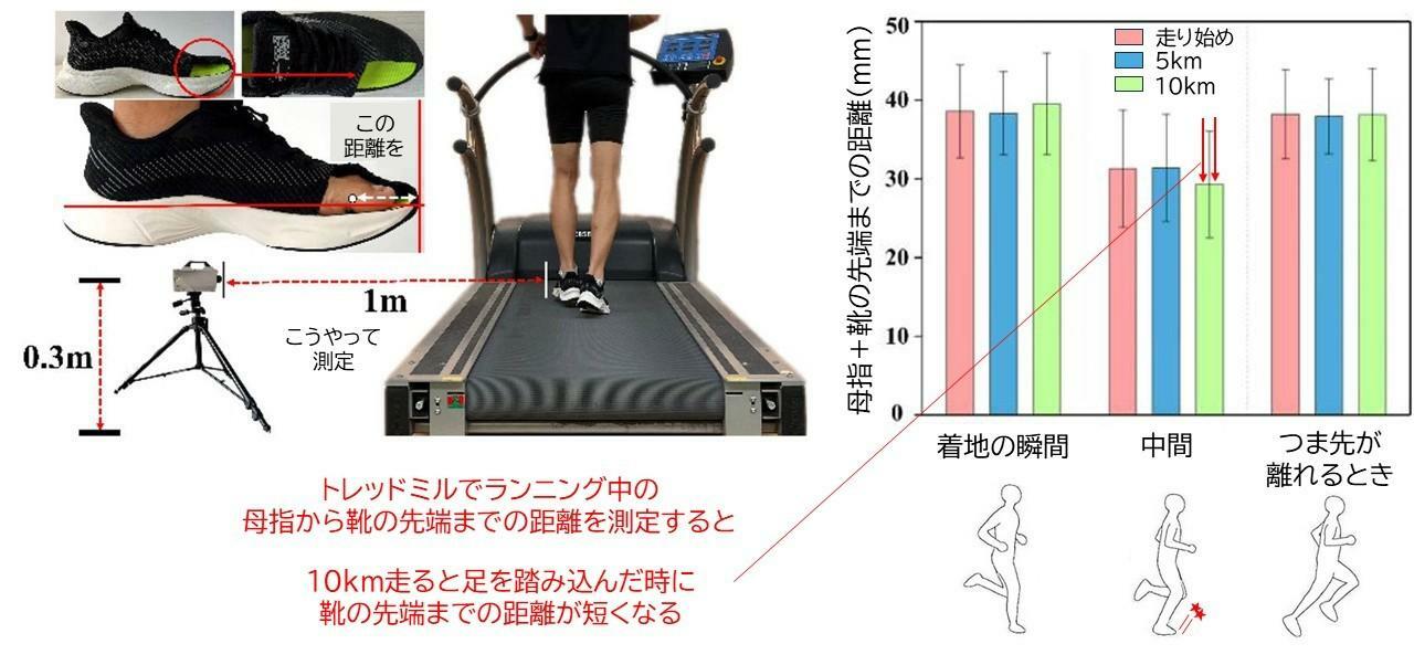 スタート前と5kmおよび10km走行後の母指＋靴の先端までの距離：Song Y et al.Sci Rep.2024より改