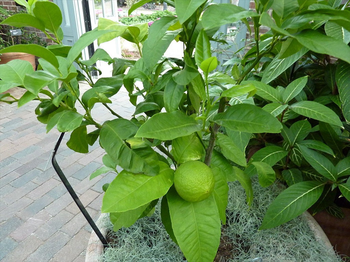 Citrus bergamia