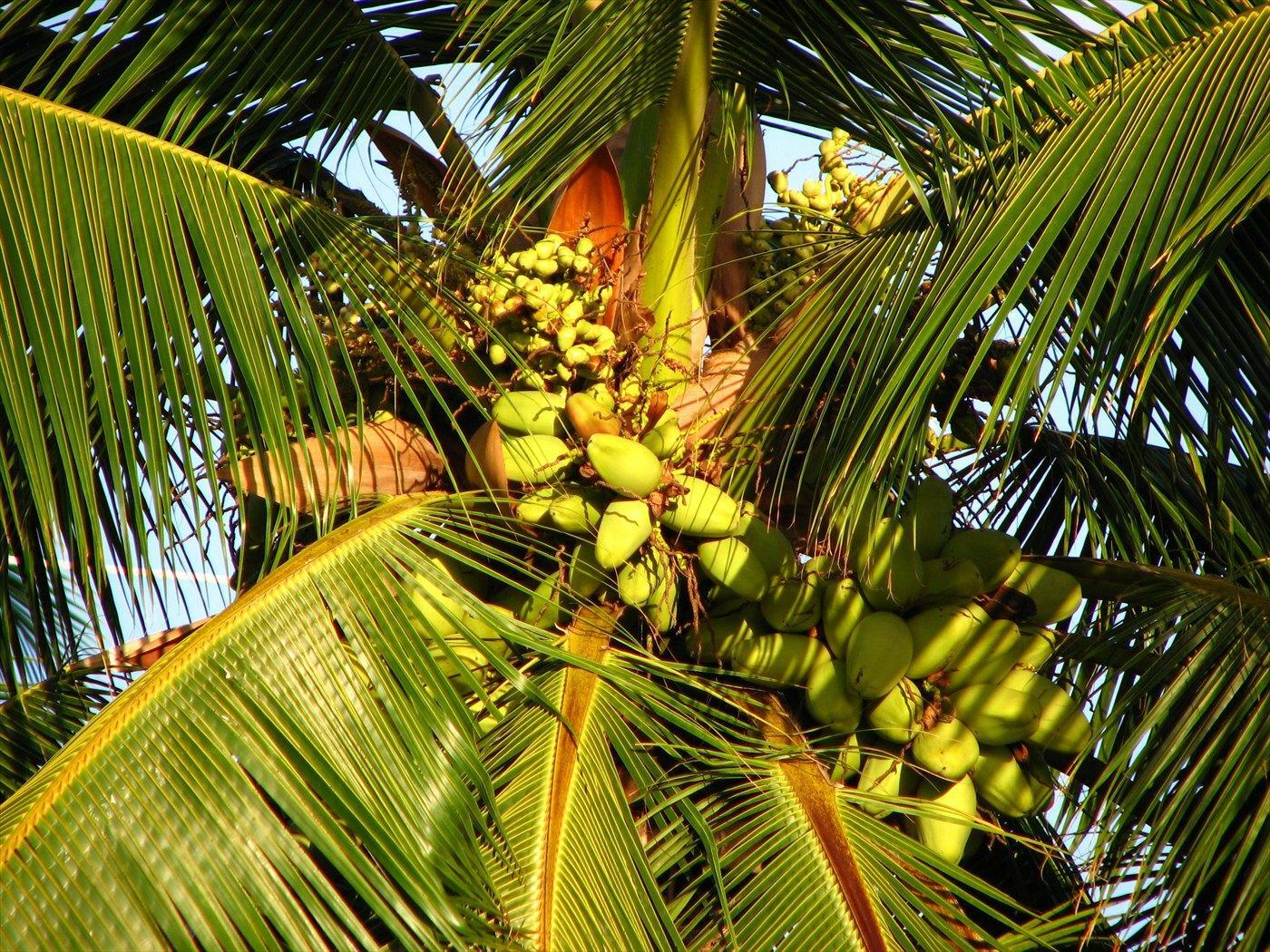 出典：flickr.com - Tony Donnelly, Coconuts