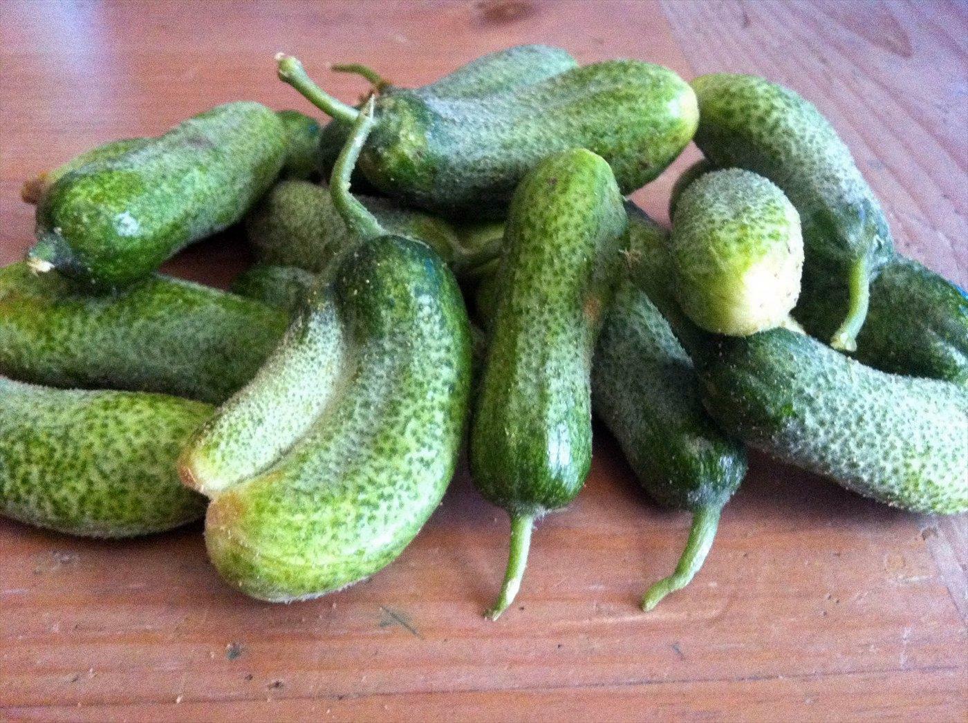出典:twistedstringknits - French Cornichon Pickling Cucumbers