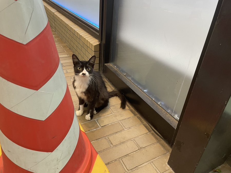 鍛冶町野良猫問題