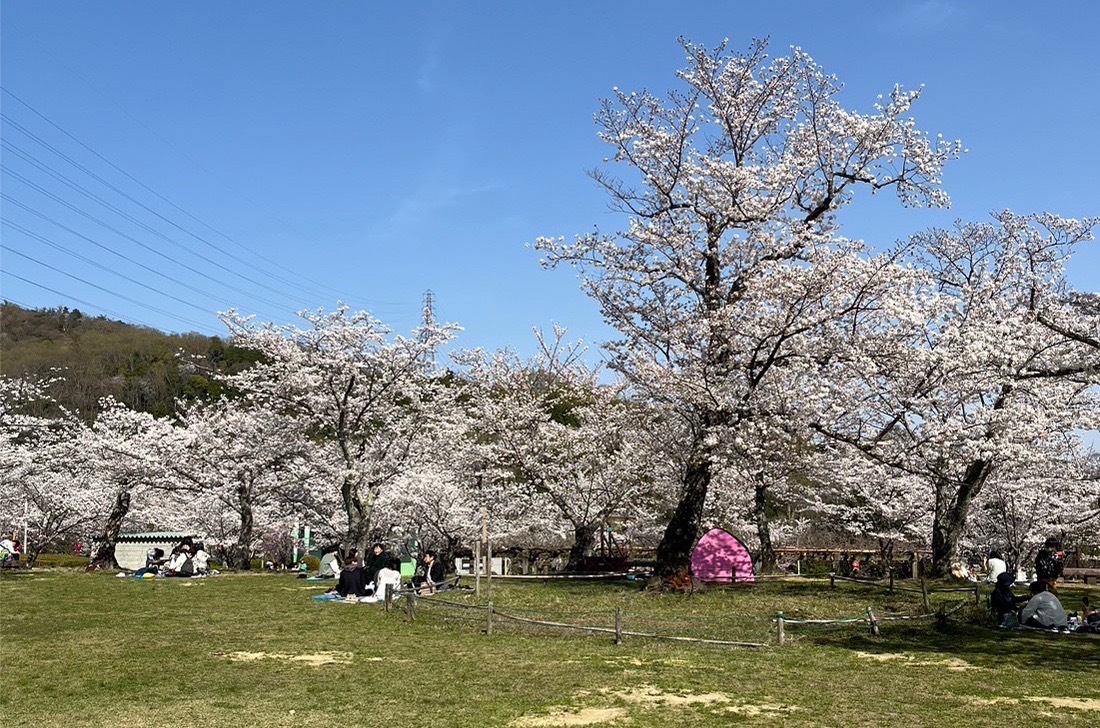 摂津峡桜公園