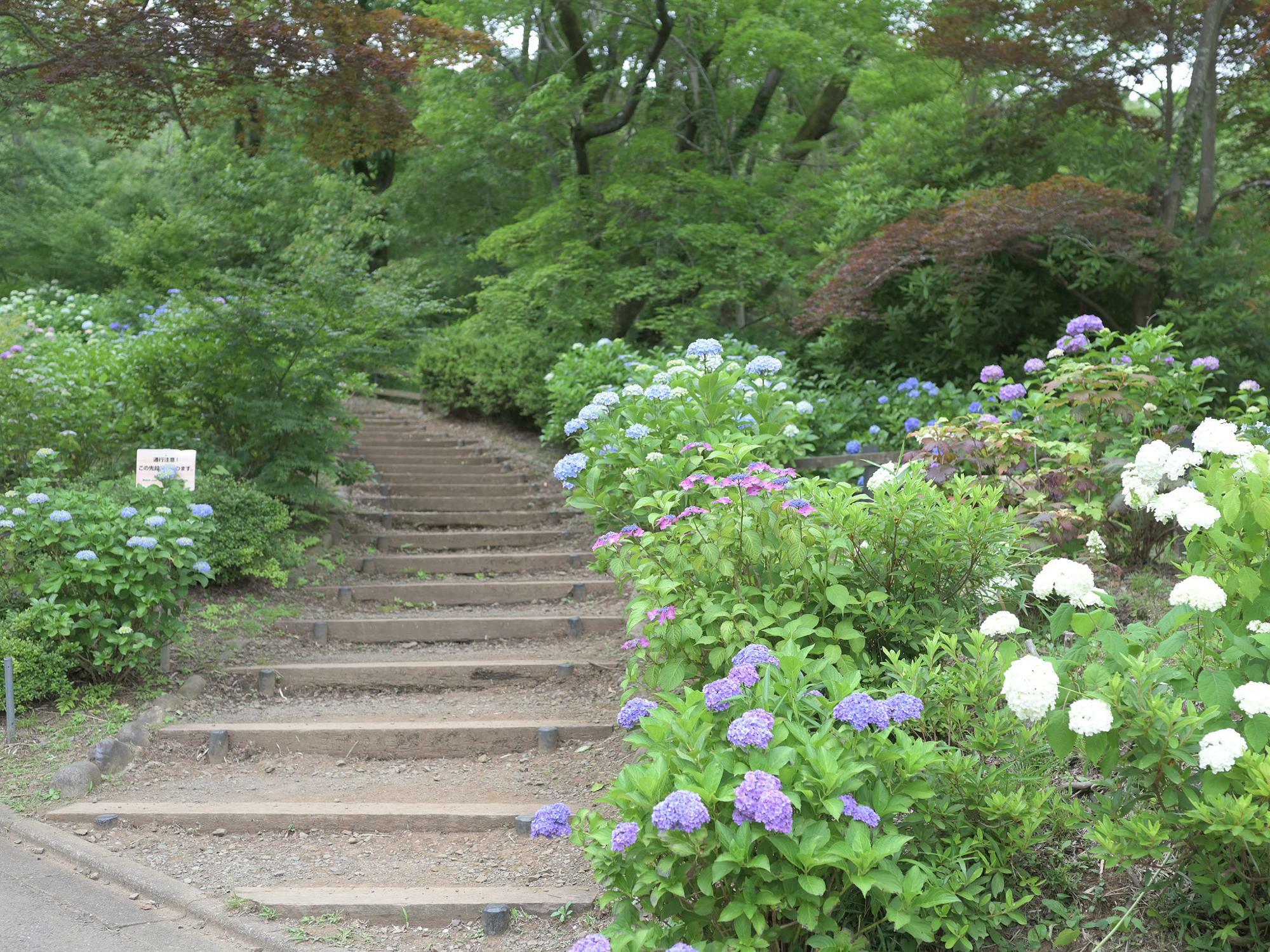 薬師池公園で咲く紫陽花