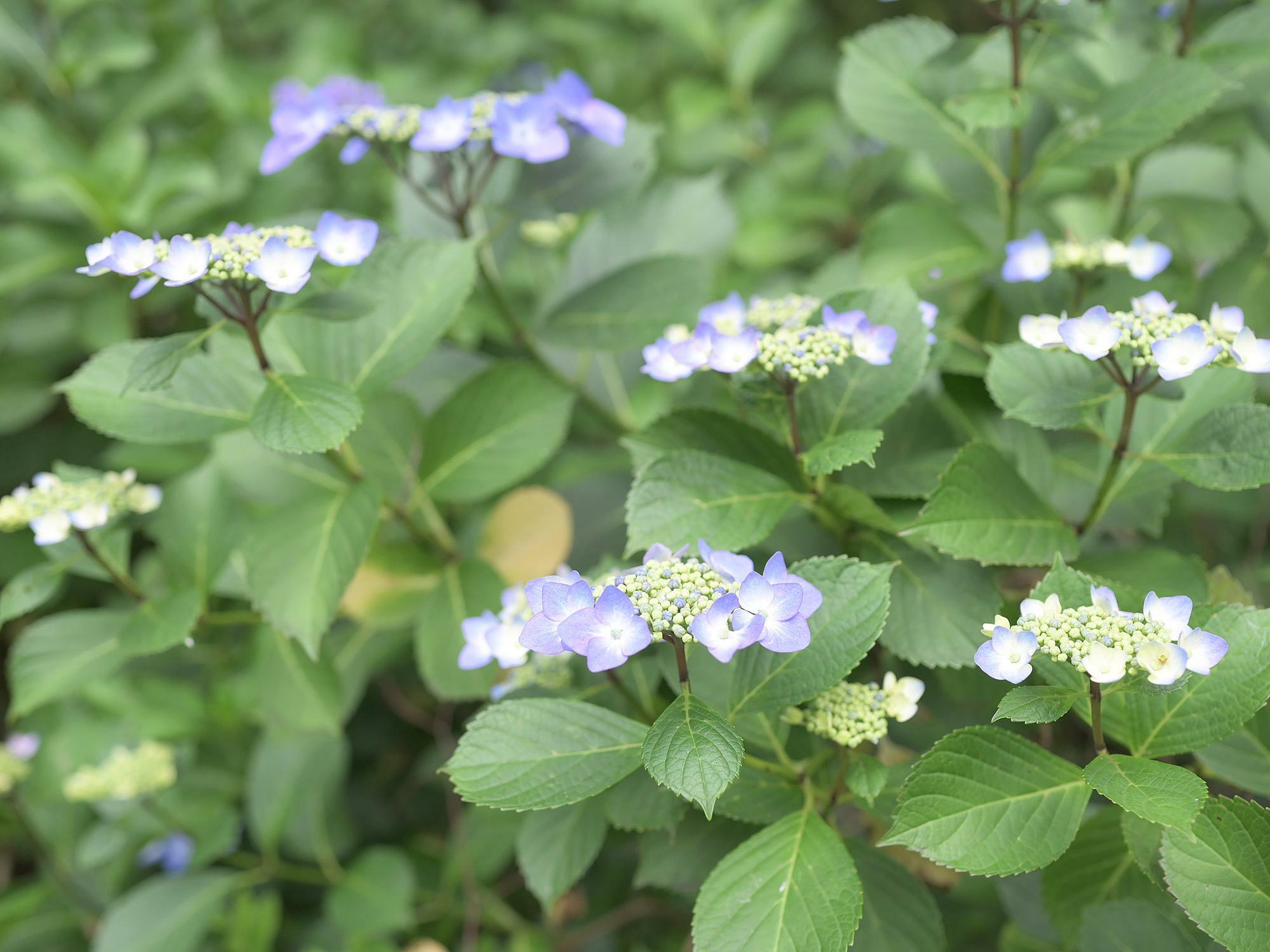 薬師池公園で咲く紫陽花