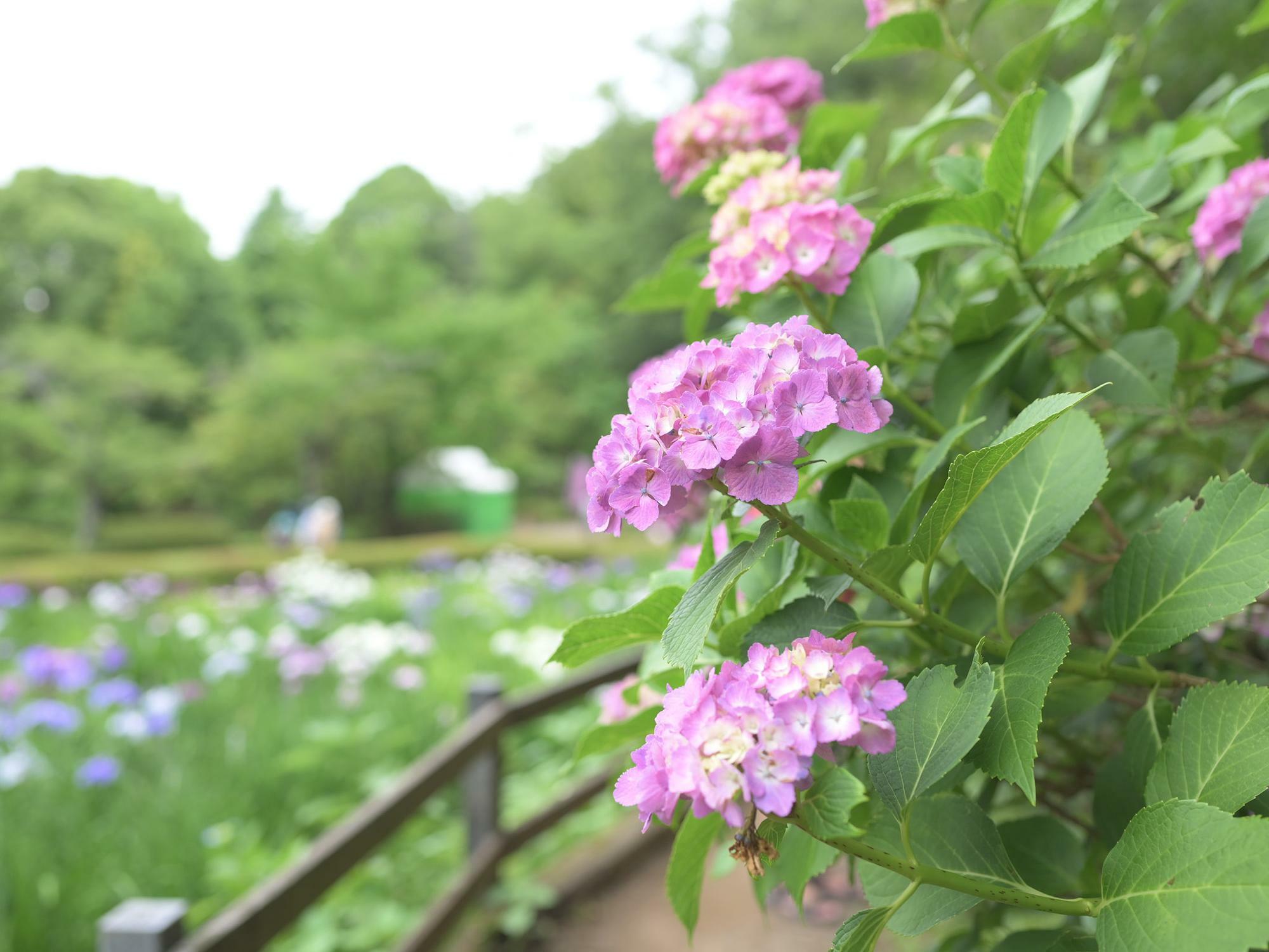 薬師池公園の紫陽花/背景はショウブ
