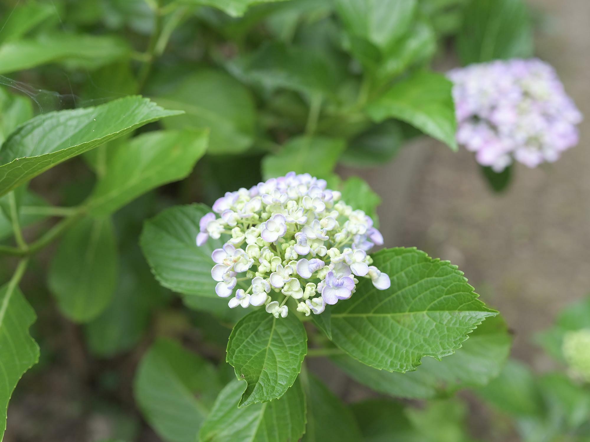 薬師池公園の紫陽花