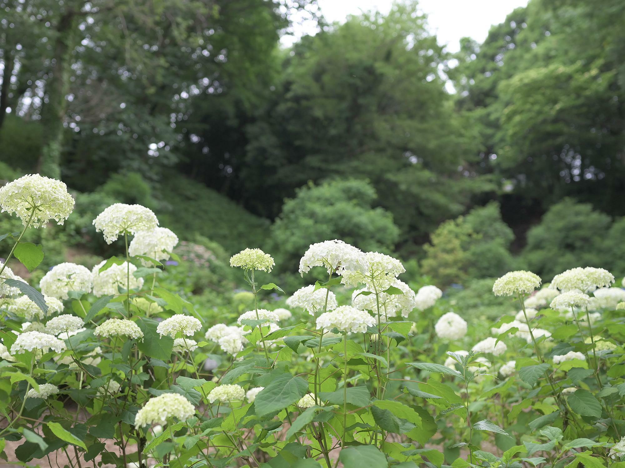 薬師池公園の紫陽花