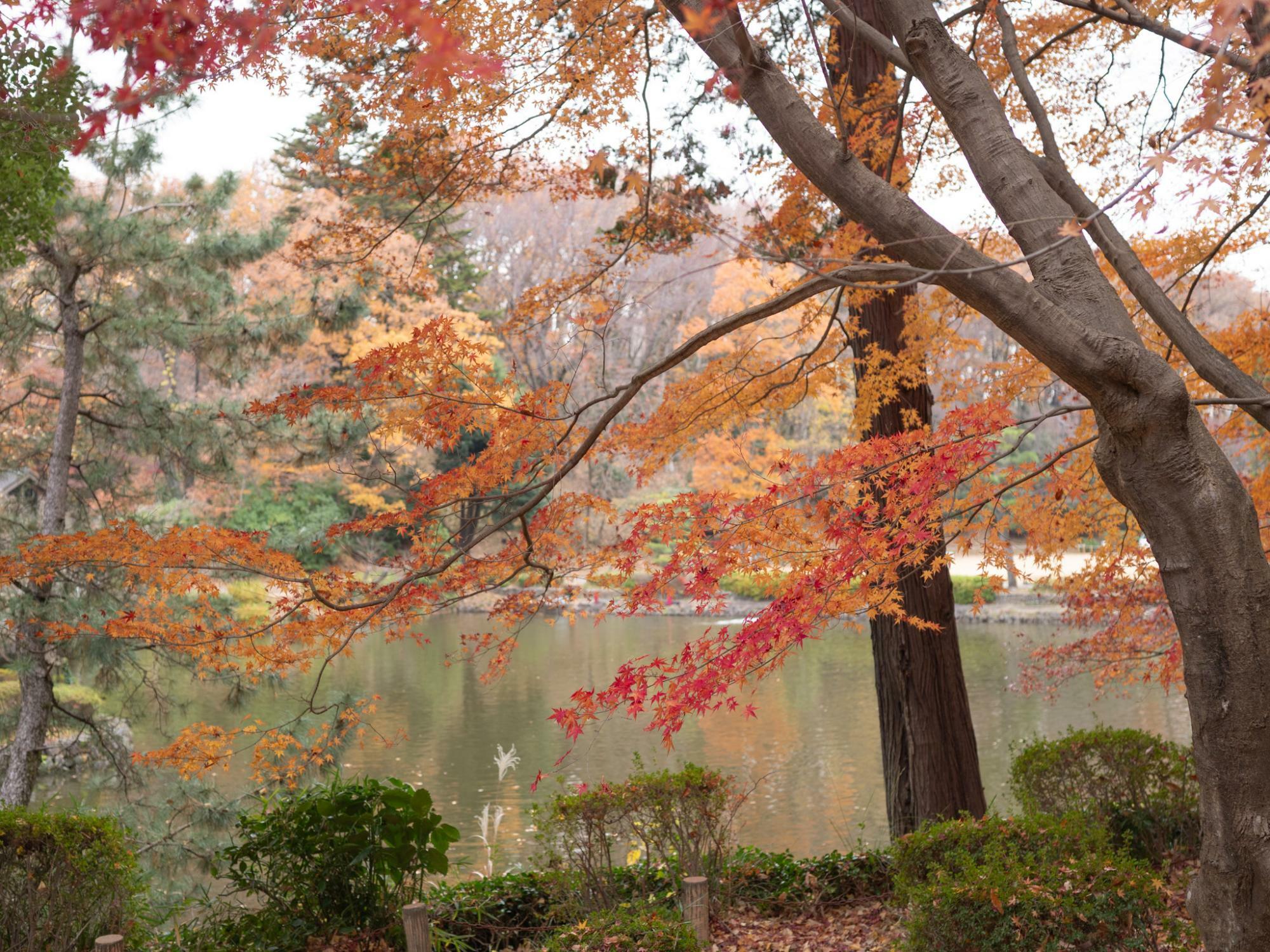 12/11時点の薬師池公園