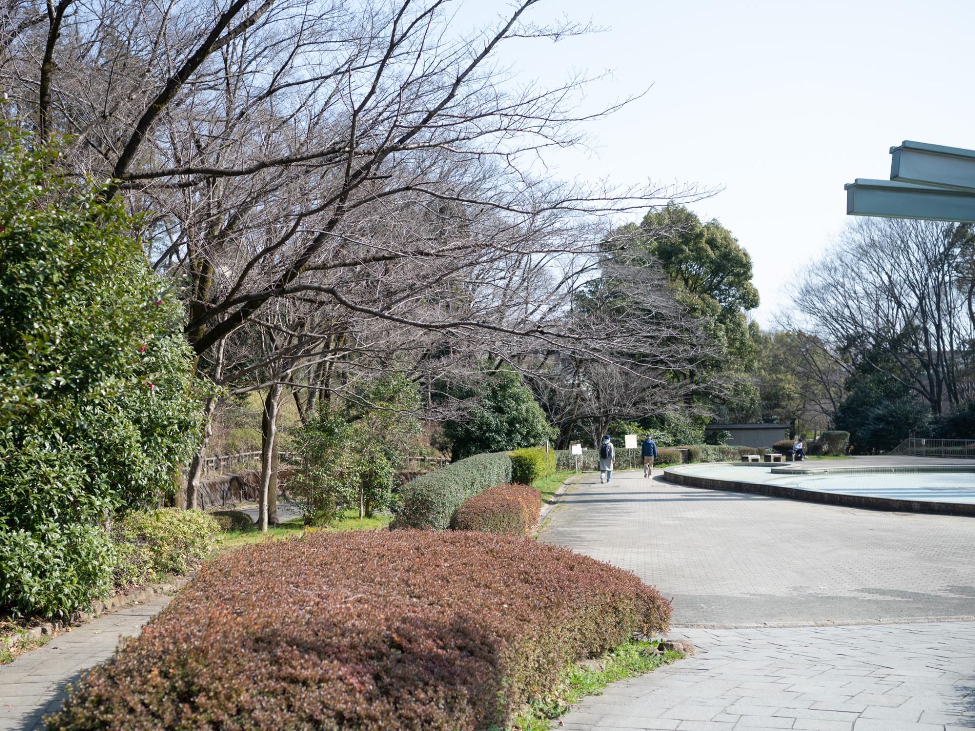 3/16の芹が谷公園の様子