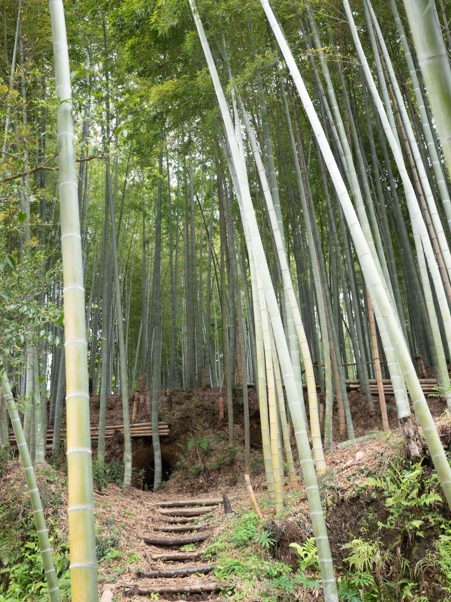 小野路ヨリドコ施設内の竹林（裏山）